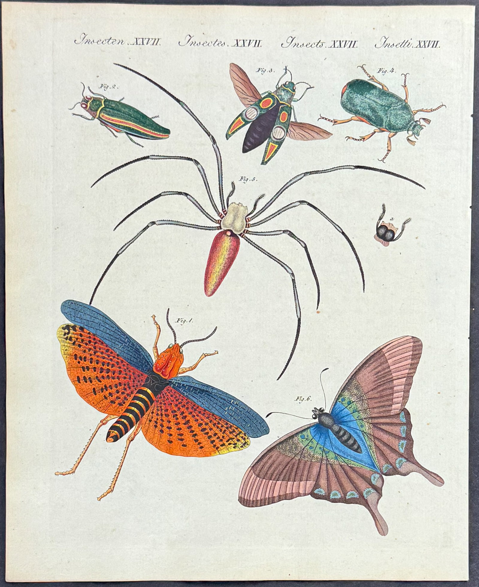 Bertuch - 4 Insect Engravings - 5
