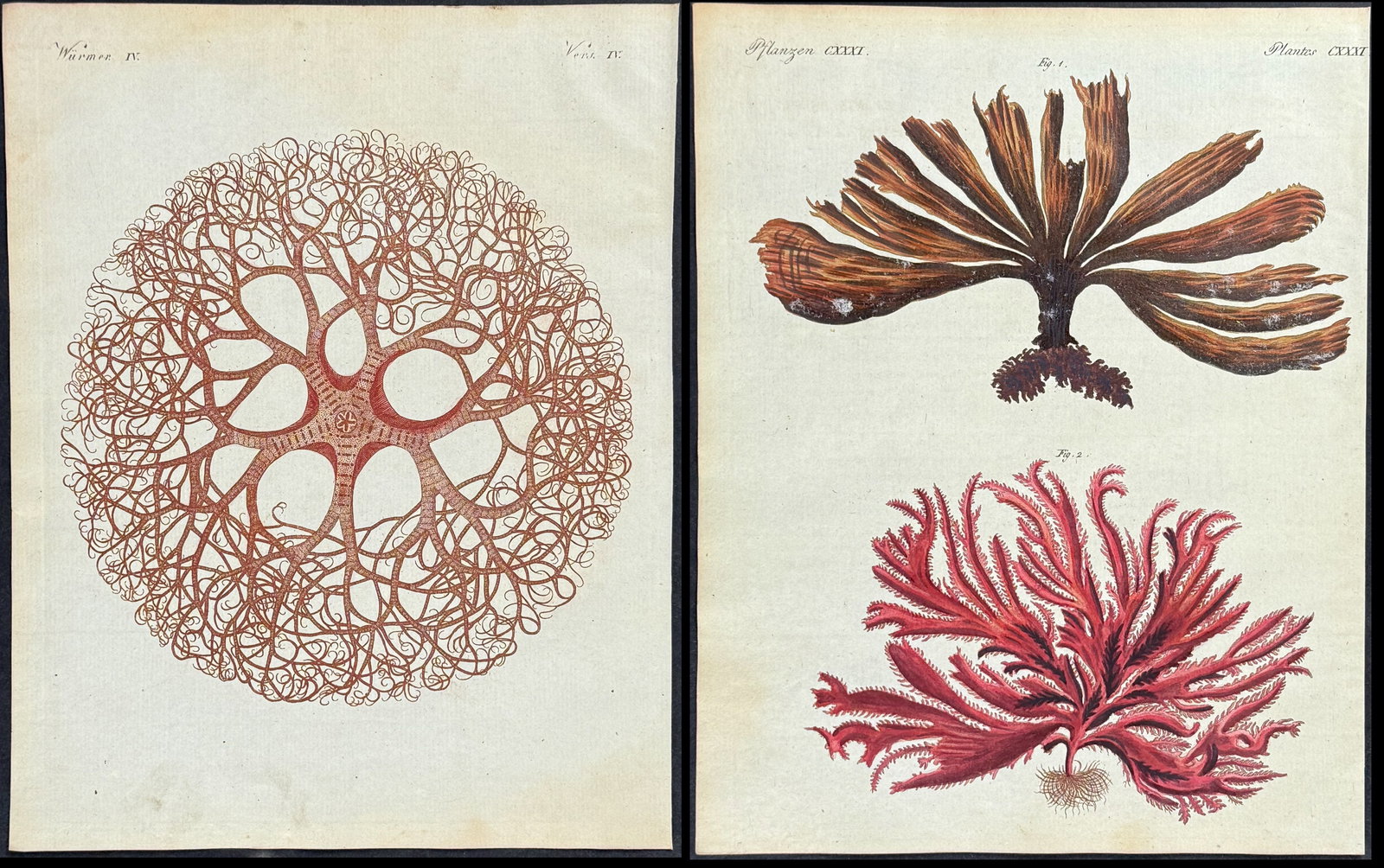 Bertuch - 8 Sea Life & Shell Engravings: This attractive originally hand-colored engraving is from Friedrich Justin Bertuch's Bilderbuch fur Kinder enthaltend eine angenehme Sammlung von Thieren, Pflanzen, Blumen, Fruchten, Mineralien,