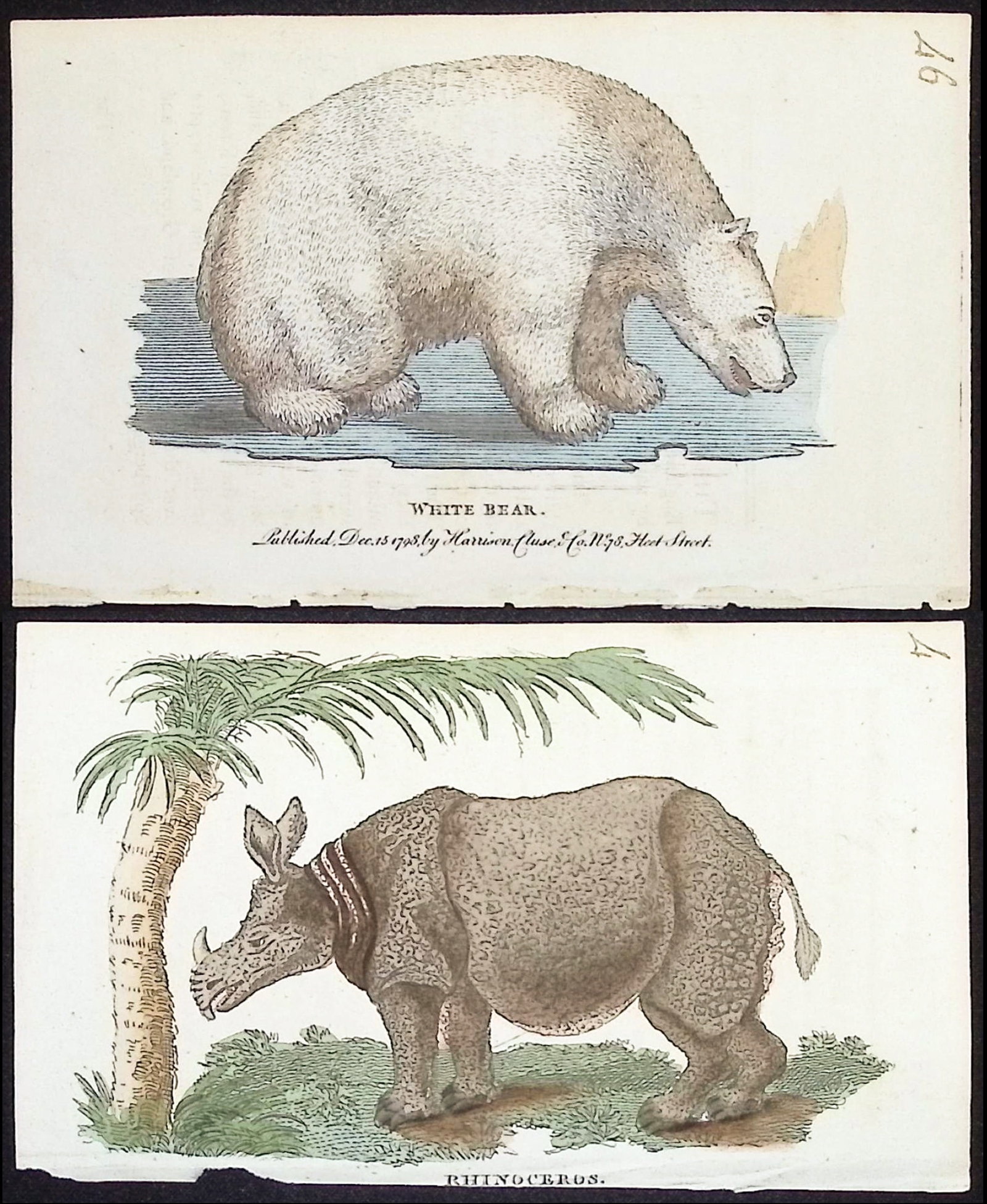 Naturalist's Pocket Magazine - 11 Natural History Engravings (Fish, Rhinoceros, Zebra, Hippopotamus,: This originally hand-colored engraving is from the The Naturalist's Pocket Magazine; or, Compleat Cabinet of Nature. The work was published in London by Harrison, Clue & Co. between 1798 and 1800. Th