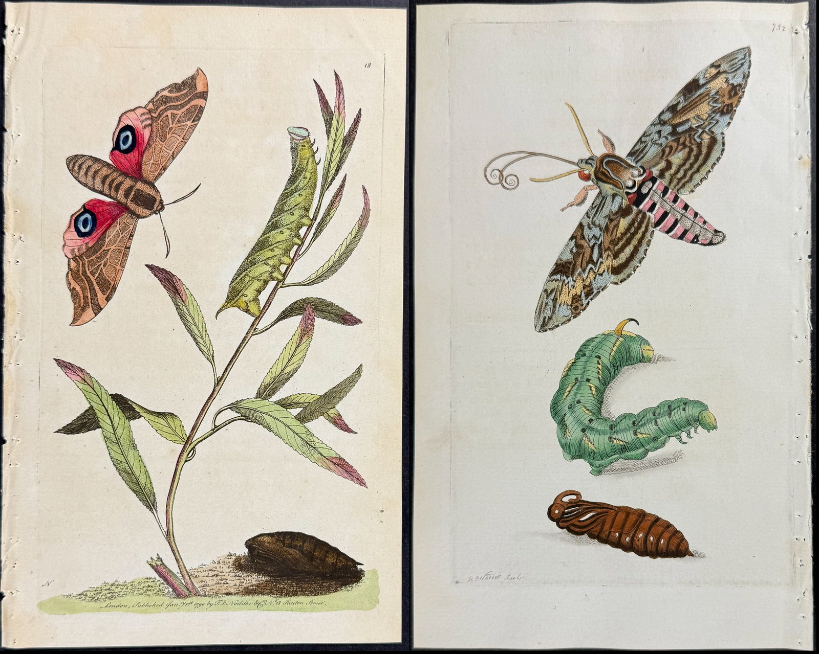 Shaw & Nodder - 3 Sphinx Moth Engravings (1 of 4)