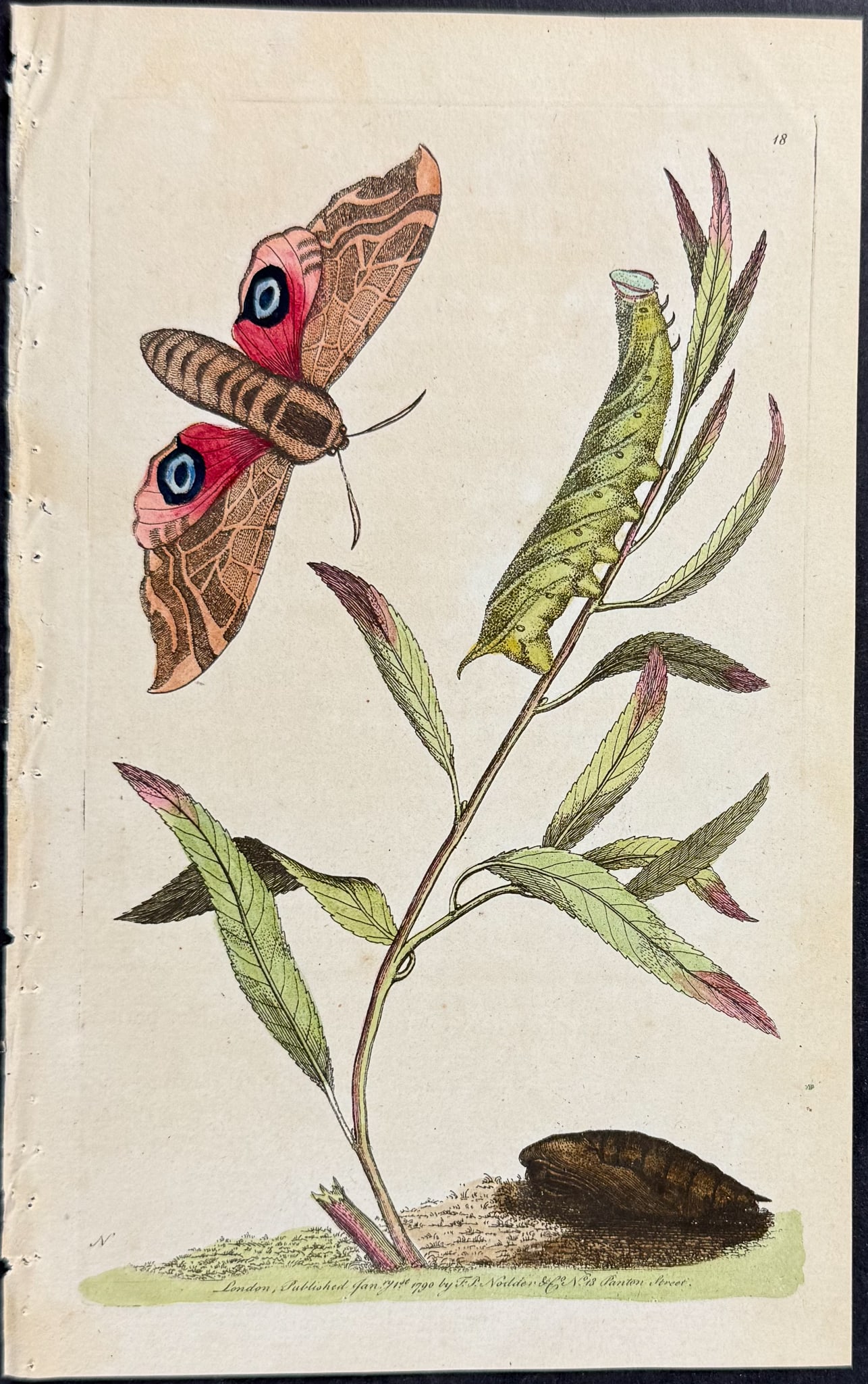 Shaw & Nodder - 3 Sphinx Moth Engravings - 2
