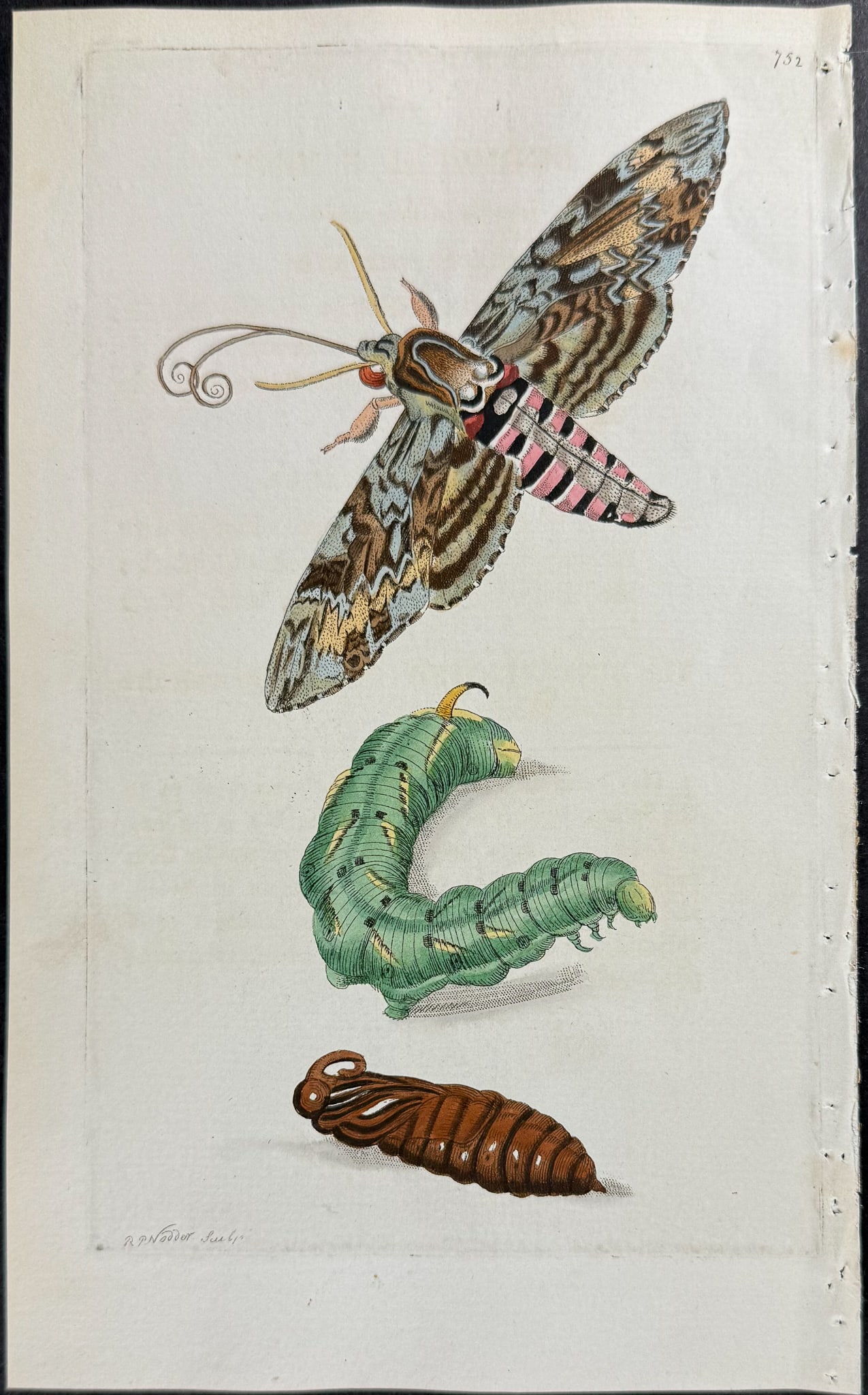 Shaw & Nodder - 3 Sphinx Moth Engravings - 4