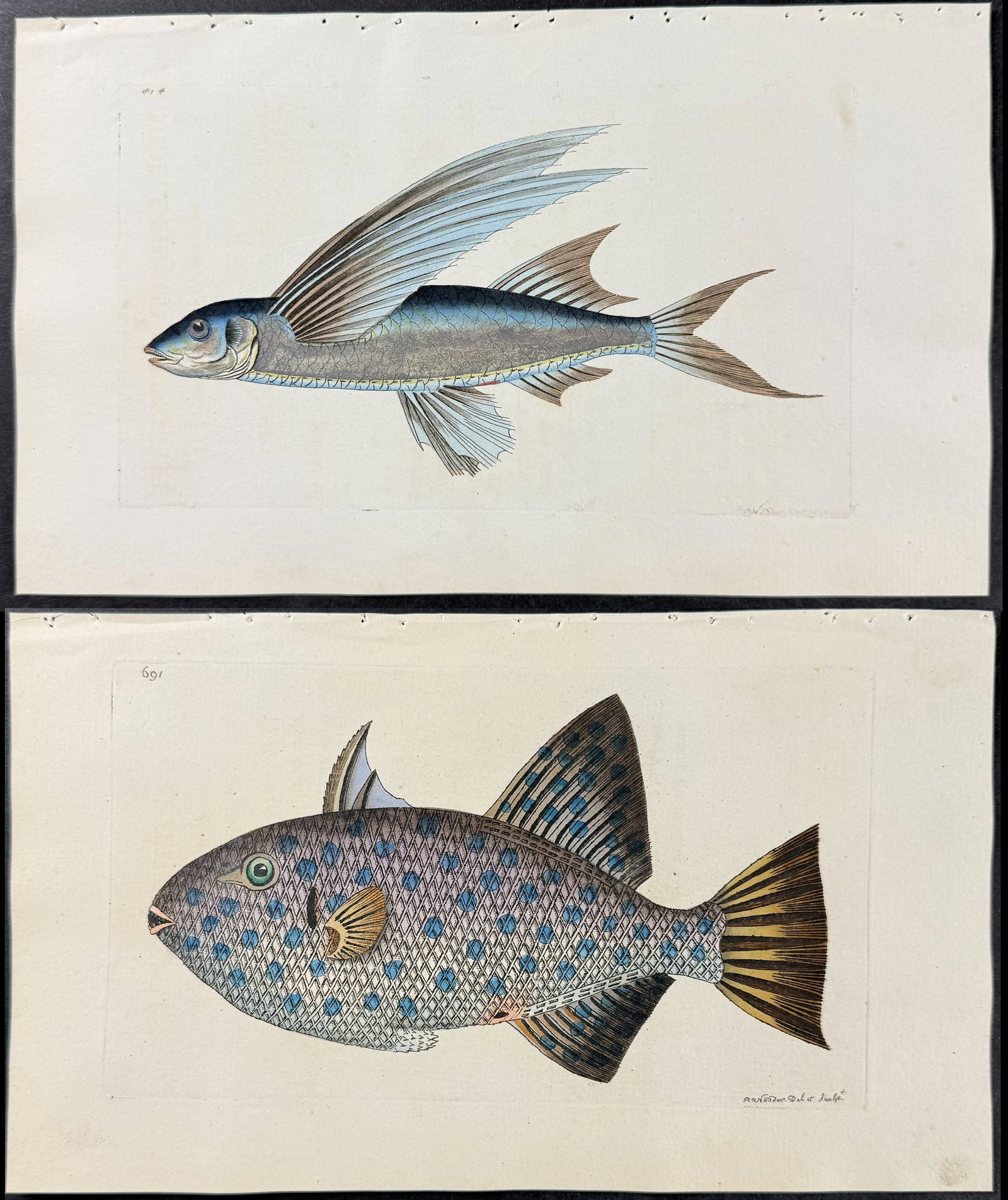 Shaw & Nodder - 6 Fish or Sea Life Engravings (1 of 7)