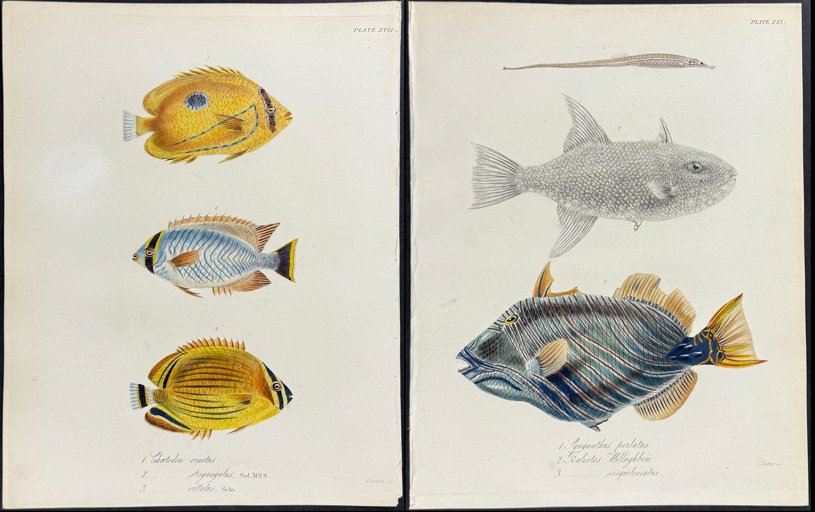 Beechey - 4 Fish or Shell Engravings (1 of 5)