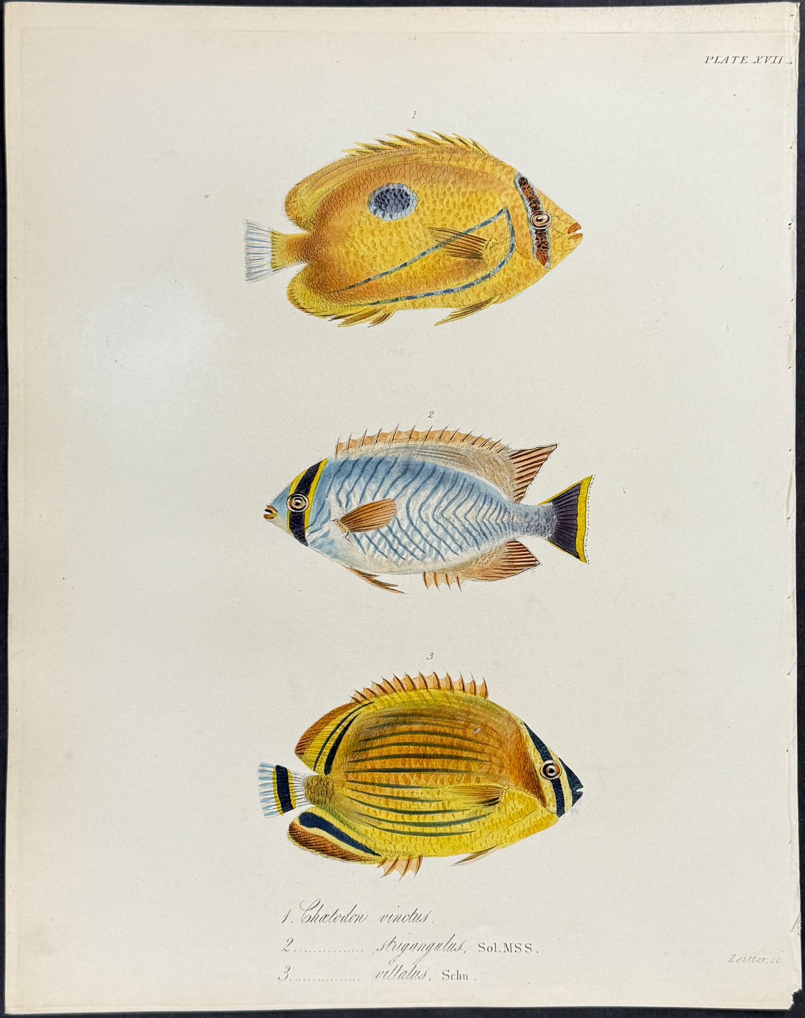 Beechey - 4 Fish or Shell Engravings - 2