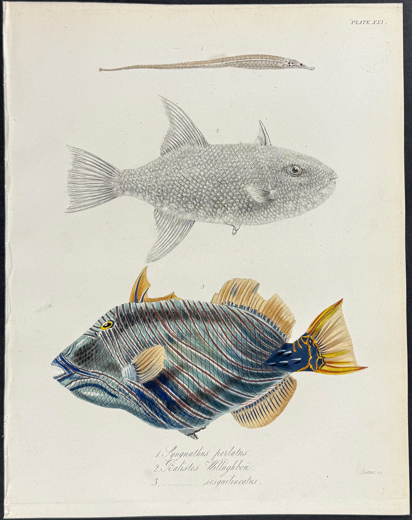 Beechey - 4 Fish or Shell Engravings - 3