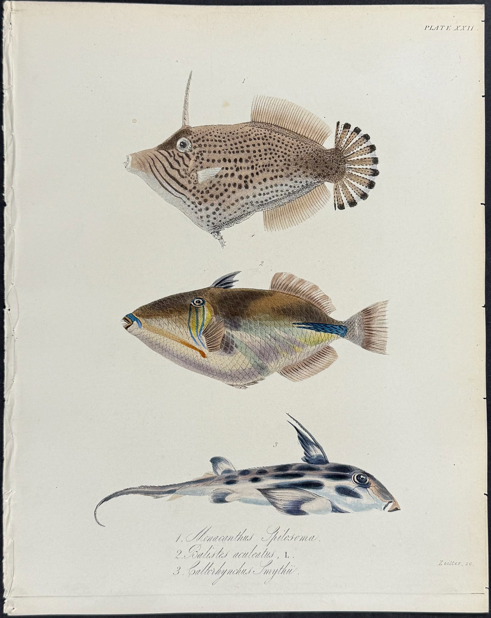 Beechey - 4 Fish or Shell Engravings - 4