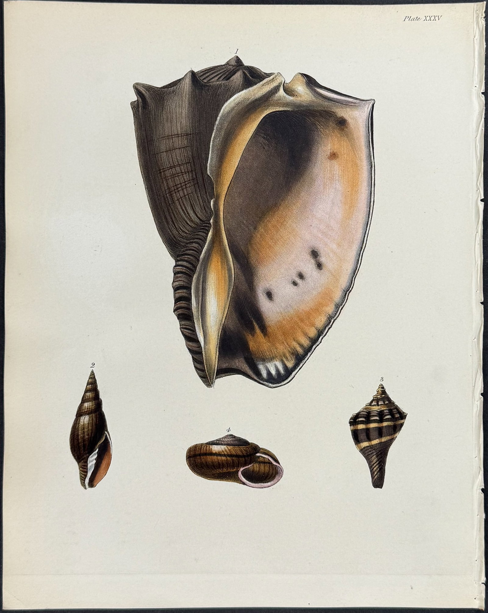 Beechey - 4 Fish or Shell Engravings - 5
