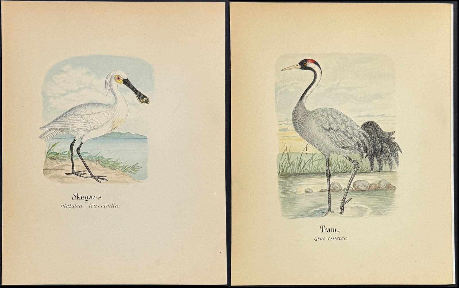 6 Original Watercolors of Shore Birds (Spoonbill, Crane, Stork, Egret) (1 of 7)