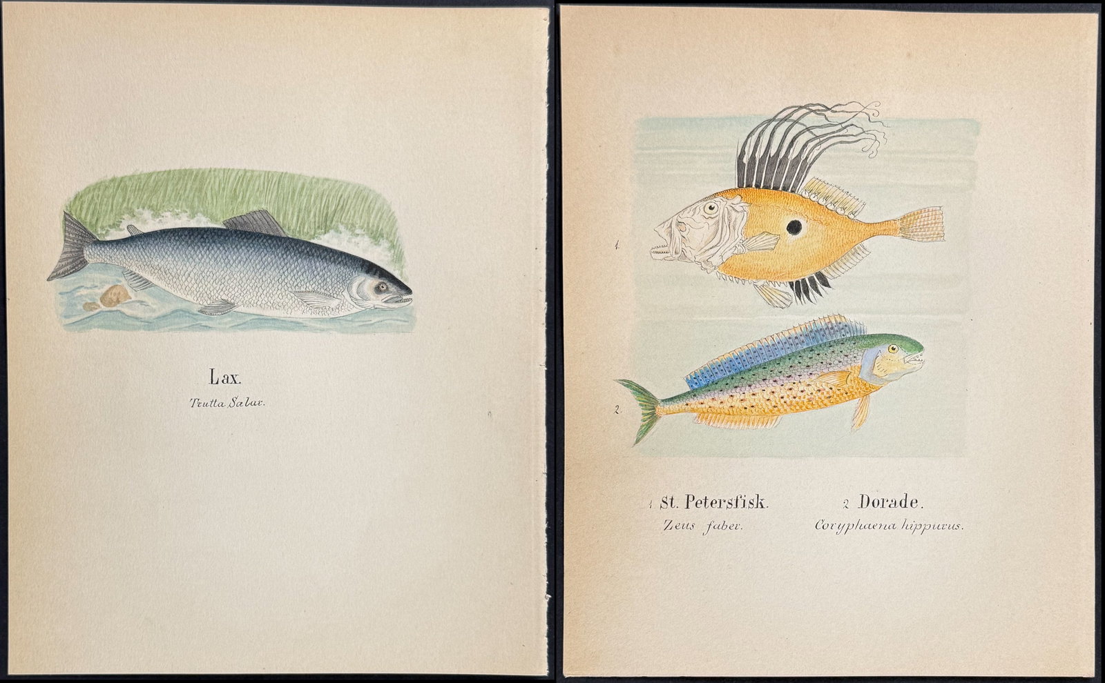 4 Original Watercolors of Fish or Sea Life (1 of 5)