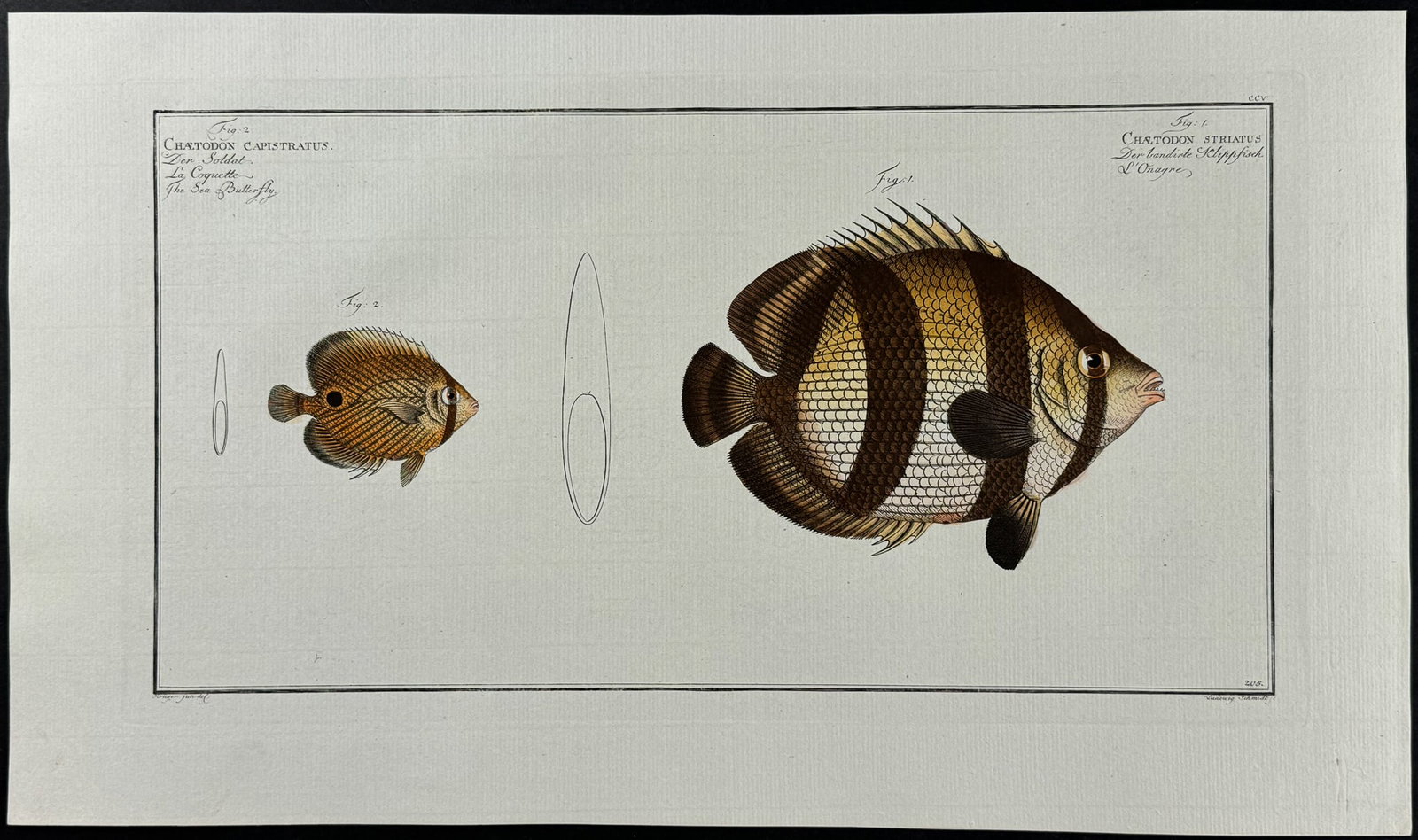 Bloch, Folio - Sea Butterfly, Fish - Chaetodon Capistratus, C. Striatus. 205 (1 of 1)