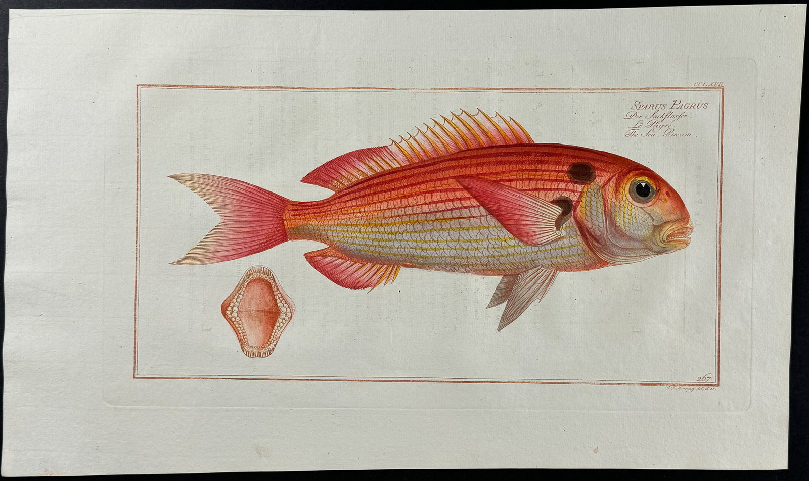 Bloch, Folio - Sea-Bream. 267 (1 of 1)