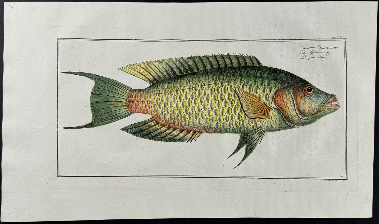 Bloch, Folio - Green-tailed Gilt-Head. 260 (1 of 1)