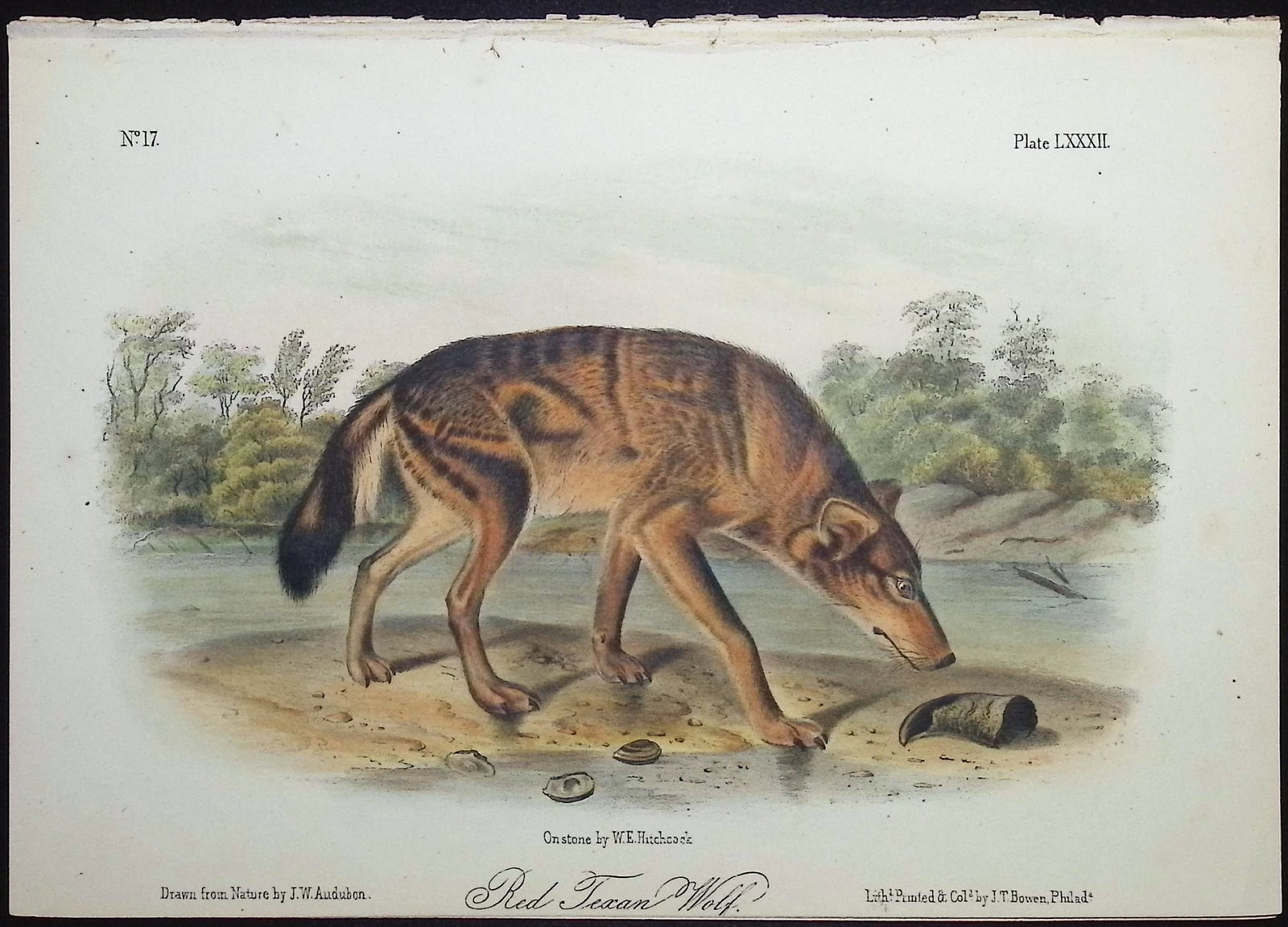 Audubon - Red Texan Wolf. 82: This octavo lithograph is from John James Audubon's The Quadrupeds of North America. The work was published in New York between 1849 and 1854. Quadrupeds was Audubon's final great natural history work