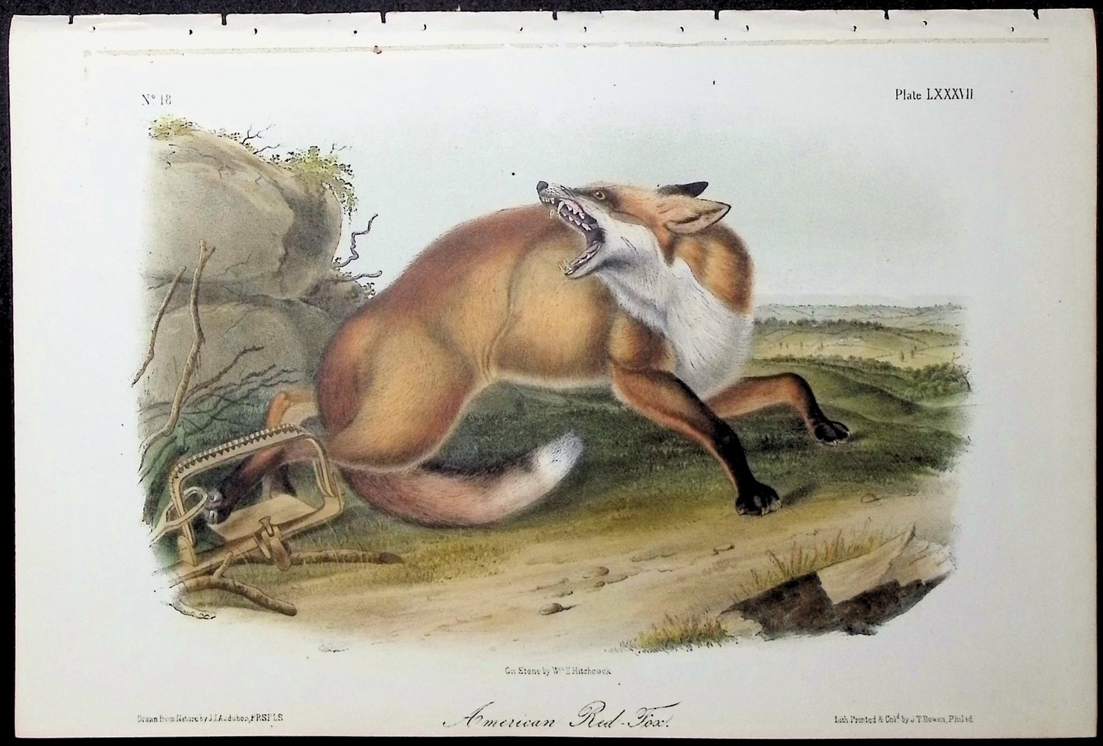 Audubon - American Red Fox. 87: This octavo lithograph is from John James Audubon's The Quadrupeds of North America. The work was published in New York between 1849 and 1854. Quadrupeds was Audubon's final great natural history work