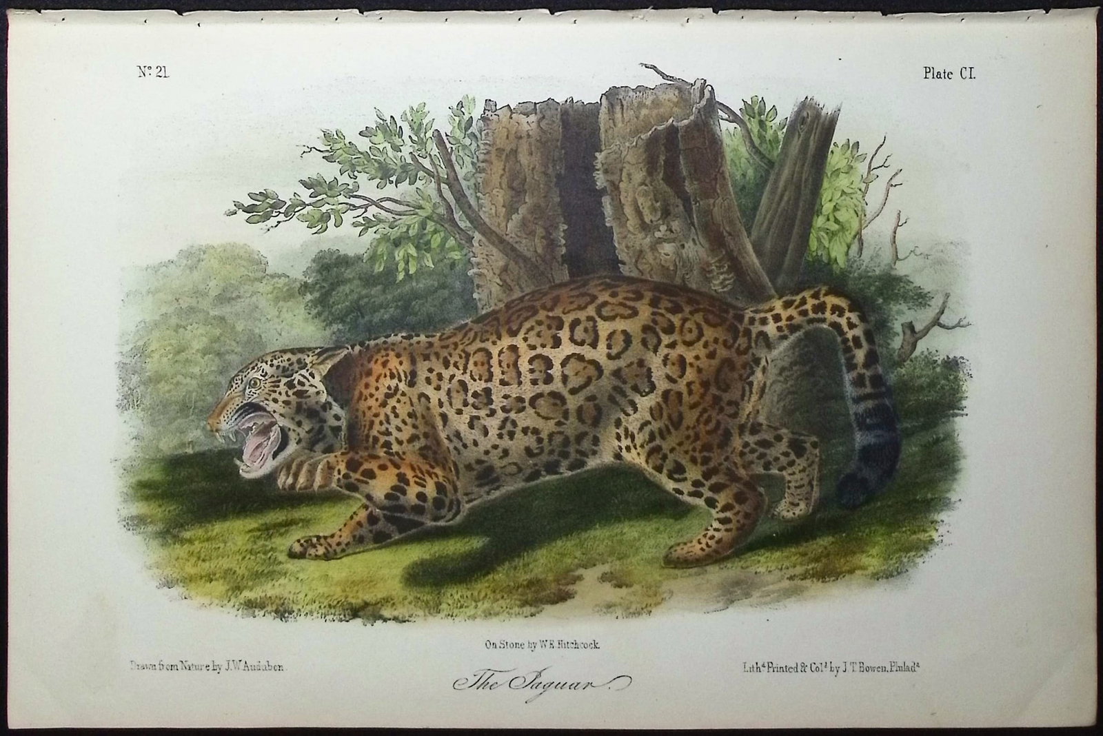 Audubon - The Jaguar. 101: This octavo lithograph is from John James Audubon's The Quadrupeds of North America. The work was published in New York between 1849 and 1854. Quadrupeds was Audubon's final great natural history work