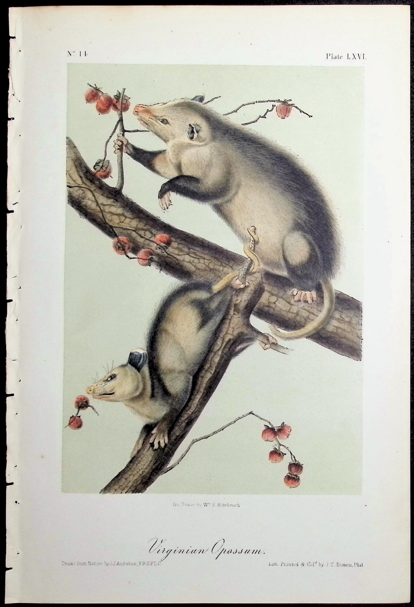 Audubon - Virginian Opossum. 66: This octavo lithograph is from John James Audubon's The Quadrupeds of North America. The work was published in New York between 1849 and 1854. Quadrupeds was Audubon's final great natural history work