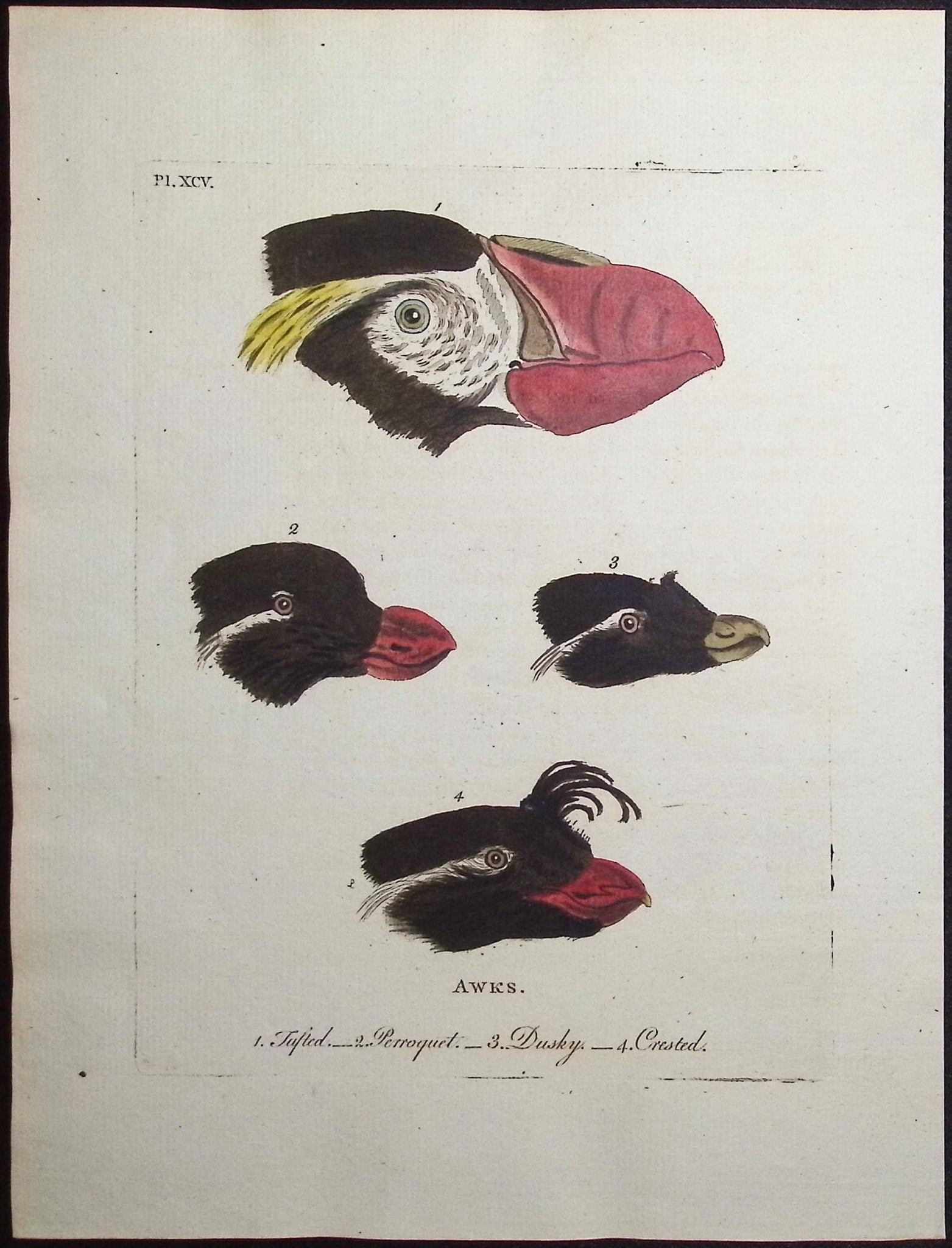 Latham - Auk Heads & Bills. 95: This fine bird engraving is from John Latham?s inaugural work, the first edition of A General Synopsis of Birds. The work was published in London for B. White, Leigh, and Sotheby between 1781 and 1787