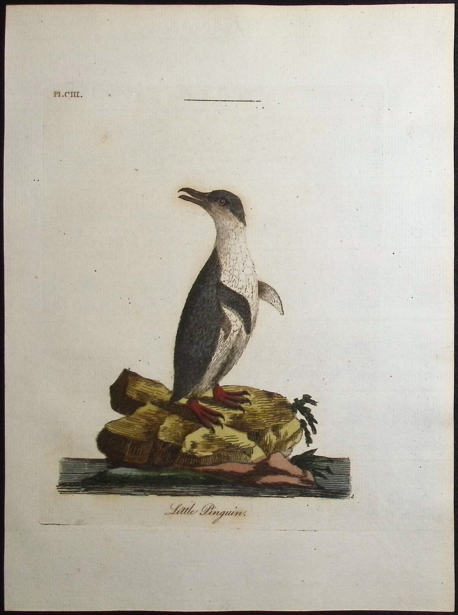 Latham - Little Penguin. 103: This fine bird engraving is from John Latham?s inaugural work, the first edition of A General Synopsis of Birds. The work was published in London for B. White, Leigh, and Sotheby between 1781 and 1787