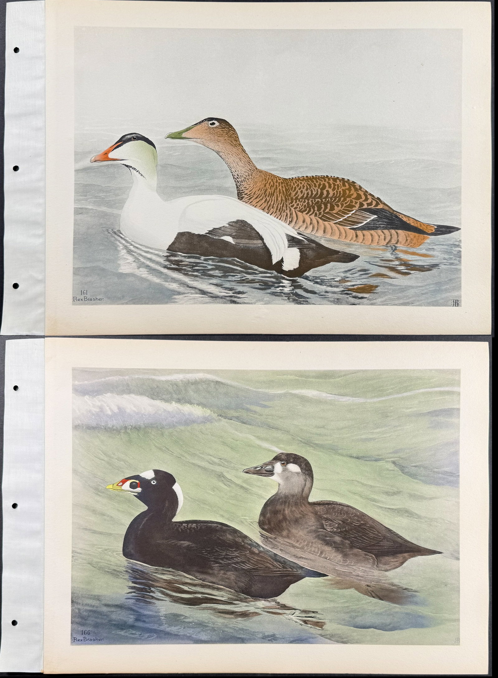 Brasher - 3 Duck Prints (1 of 4)