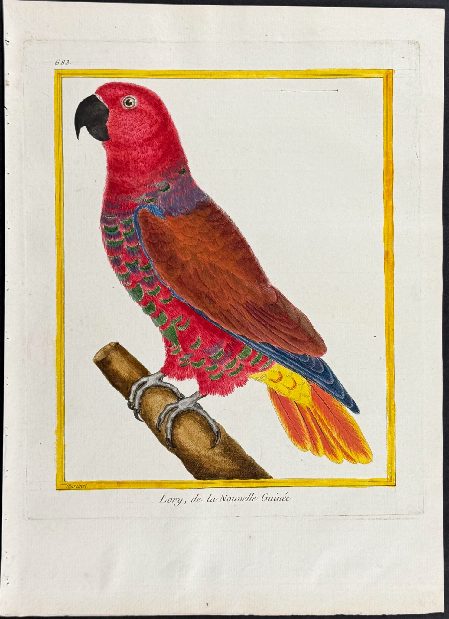 Martinet & Buffon - Lory or Parrot. 683 (1 of 1)