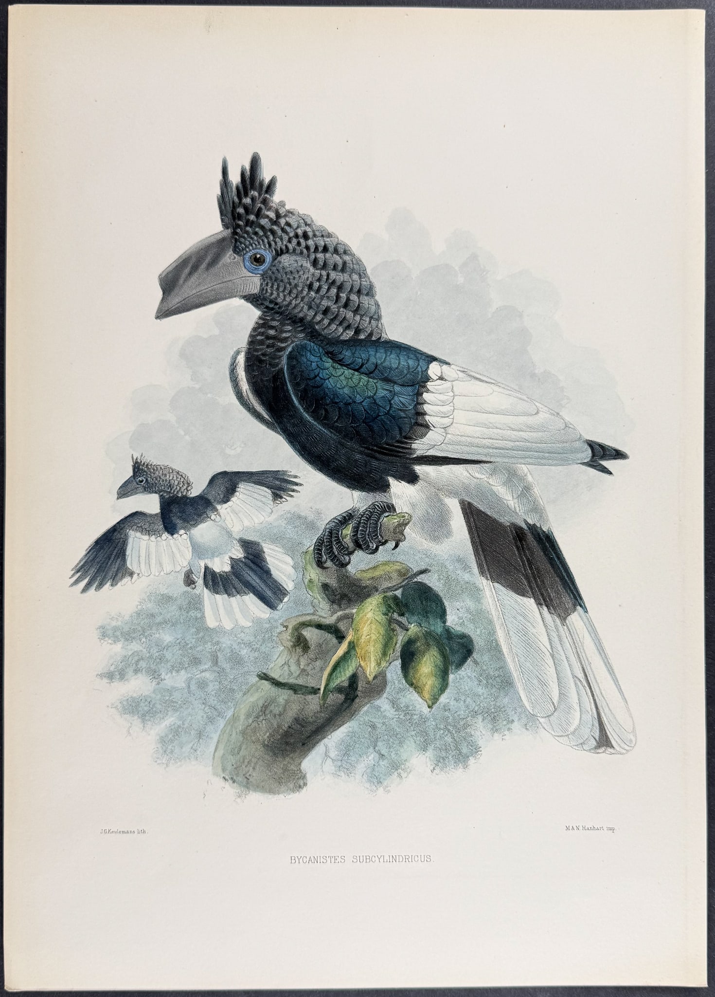 Elliot & Keulemans - Sclater's Hornbill (1 of 1)