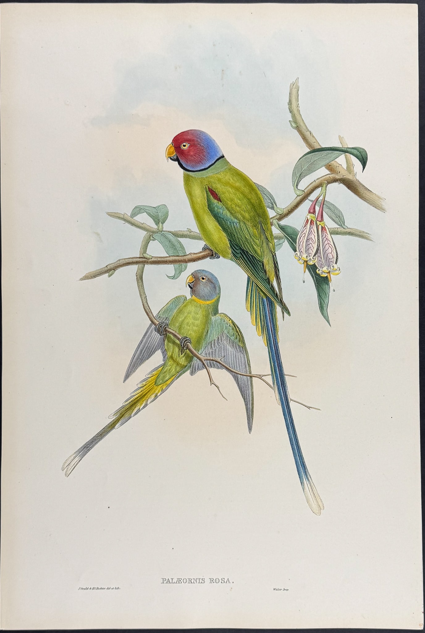 Gould, Asia - Blossom-headed Parakeet [Palaeornis rosa] (1 of 1)