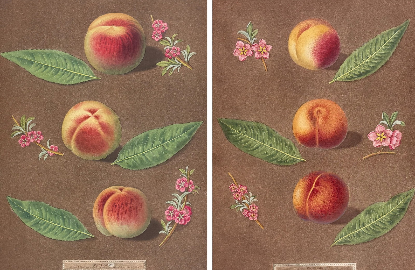 Brookshaw, Folio - Pair of Peach Engravings: This remarkable, large folio fruit engraving is from George Brookshaw's Pomona Britannica, or a Collection of the Most Esteemed Fruits at present cultivated in the country; together with the Blossoms