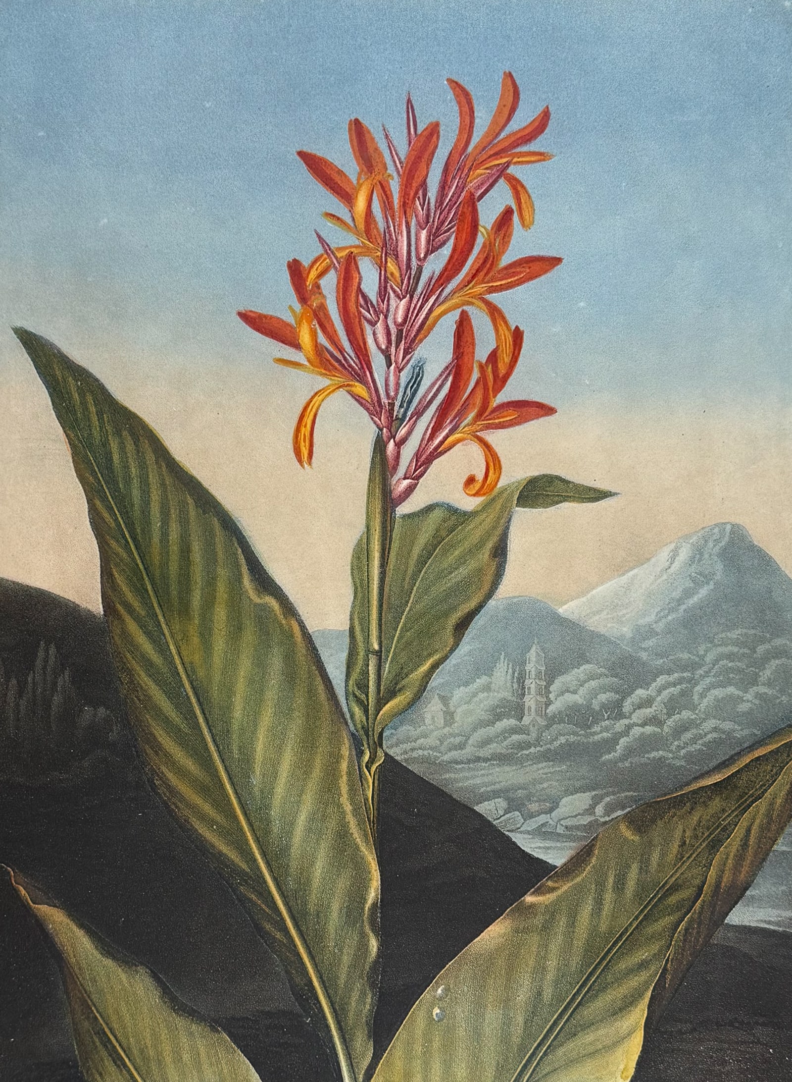 Thornton, Folio - Indian Reed (1 of 2)