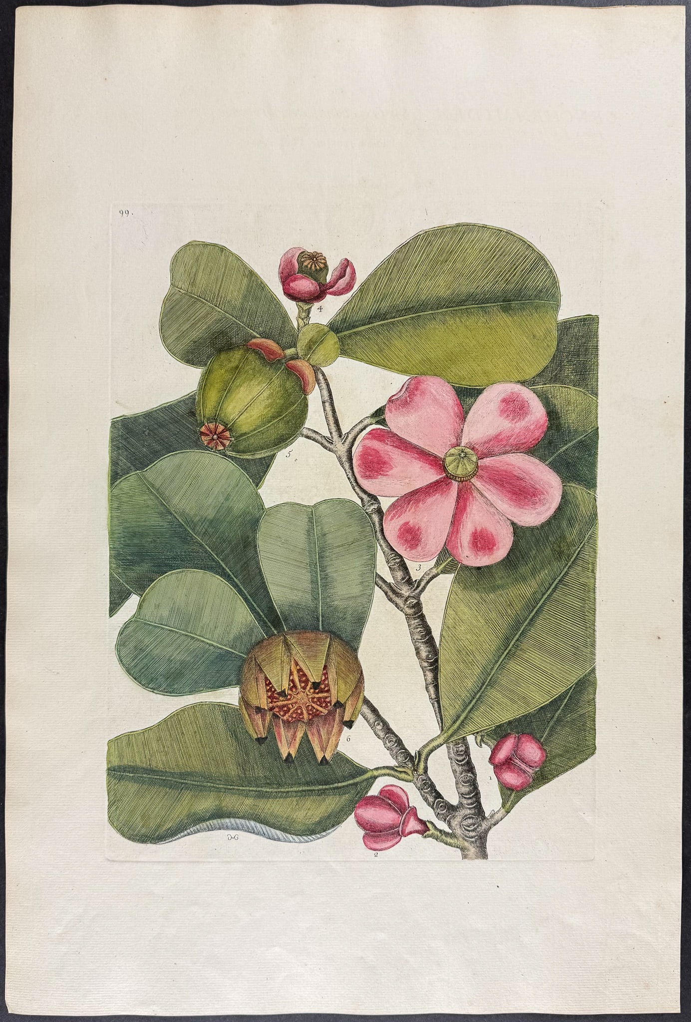 Catesby, Folio - Balsam Tree. 2-99 (1 of 1)