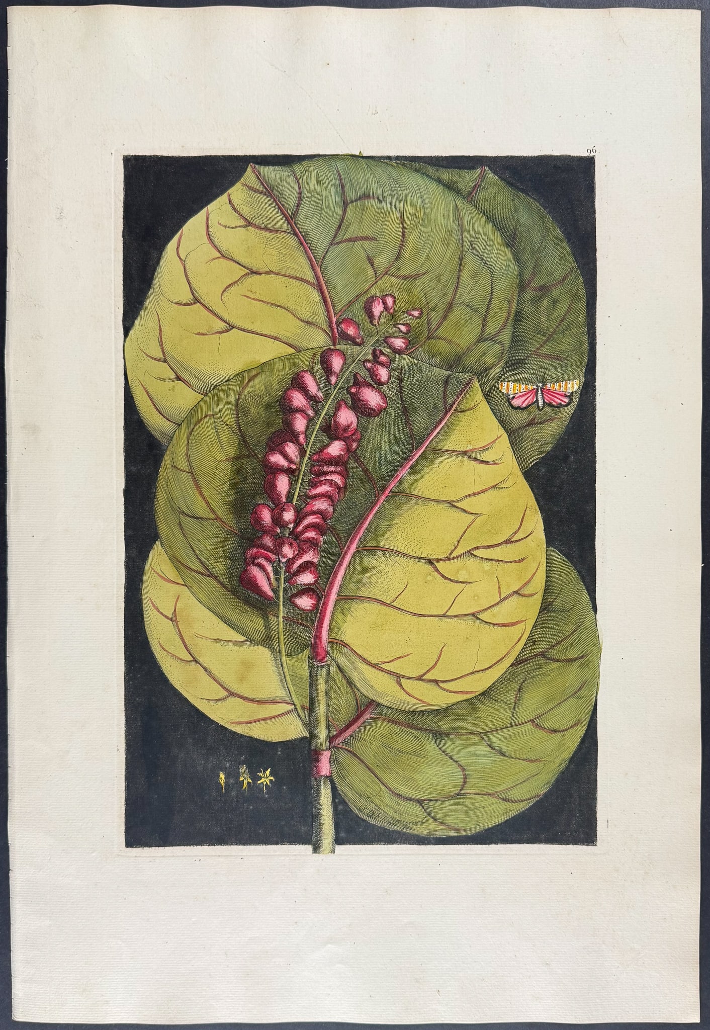 Catesby, Folio - Mangrove Grape Tree with Goldenrod Moth. 2-96 (1 of 1)