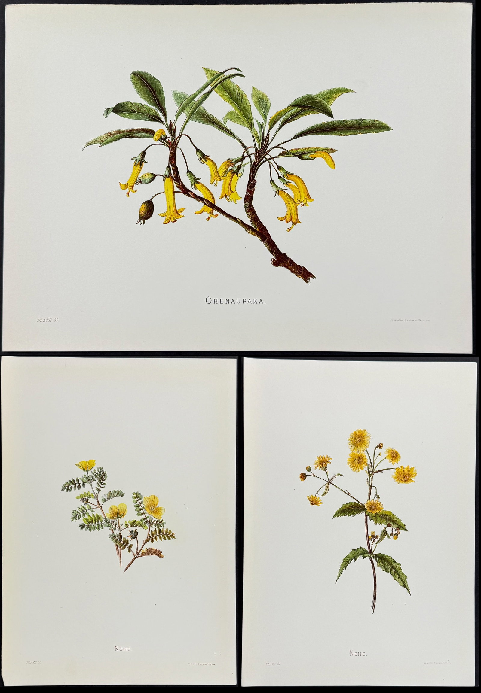 Sinclair - 3 Hawaiian Plant Prints: This beautiful chromolithograph is from Isabella Sinclair's Indigenous Flowers of the Hawaiian Islands: Forty-Four Plates Painted in Water-Colours and Described by Mrs. Francis Sinclair. The work was