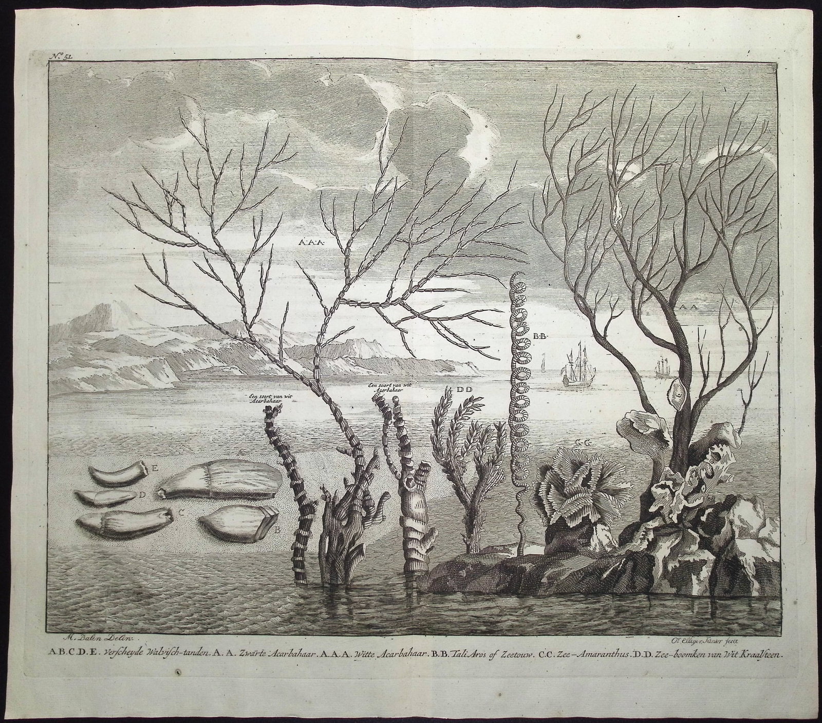 Valentijn - Coral & Sea Life (1 of 1)