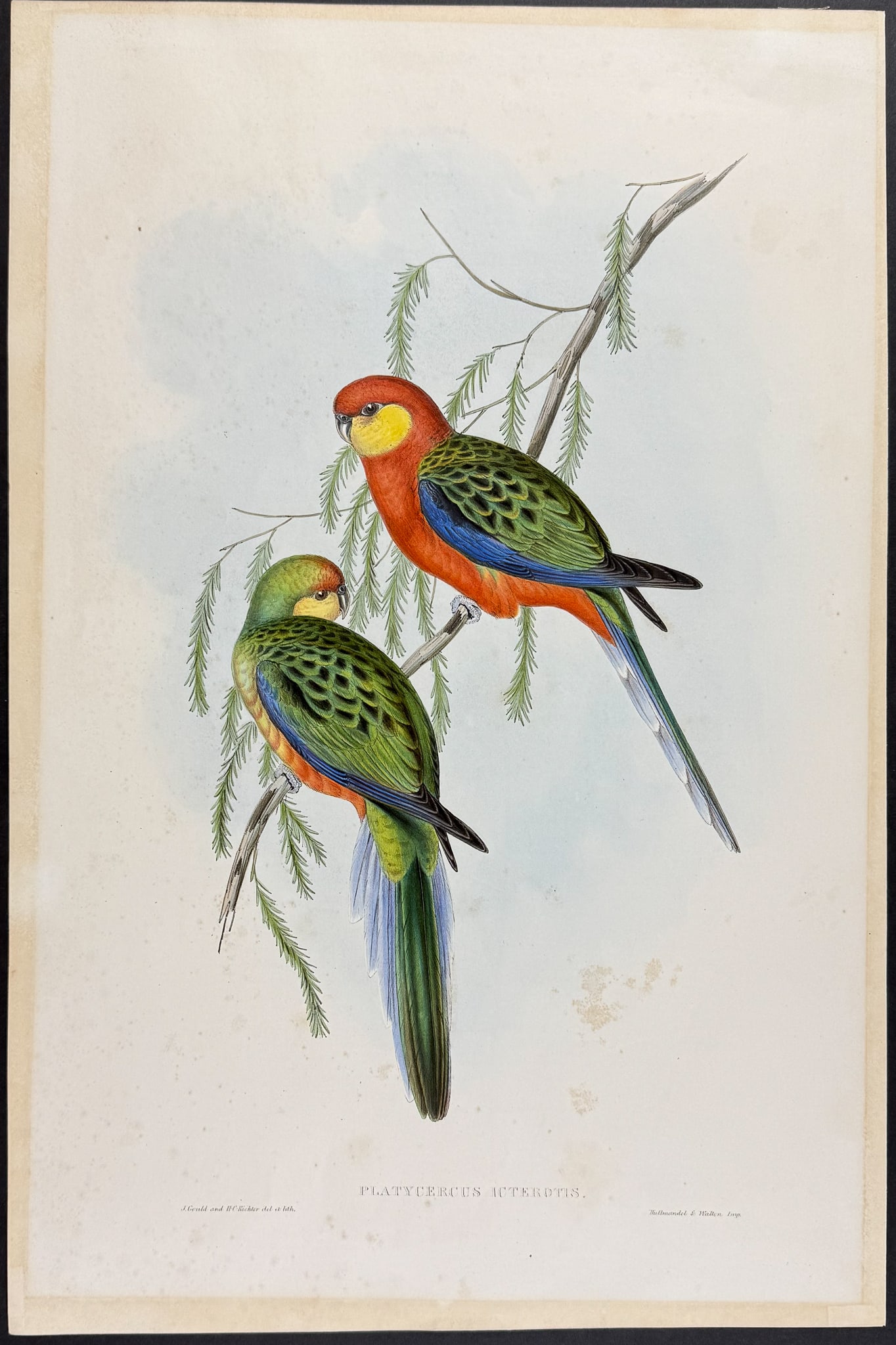 Gould, Australia - Western Rosella or Yellow-cheeked Parakeet [Platycercus Icterotis]: This hand-colored folio lithograph is from the esteemed John Gould?s Birds of Australia. The work was published in London by Richard and John E. Taylor for the author between 1840 and 1869. Over 300 n