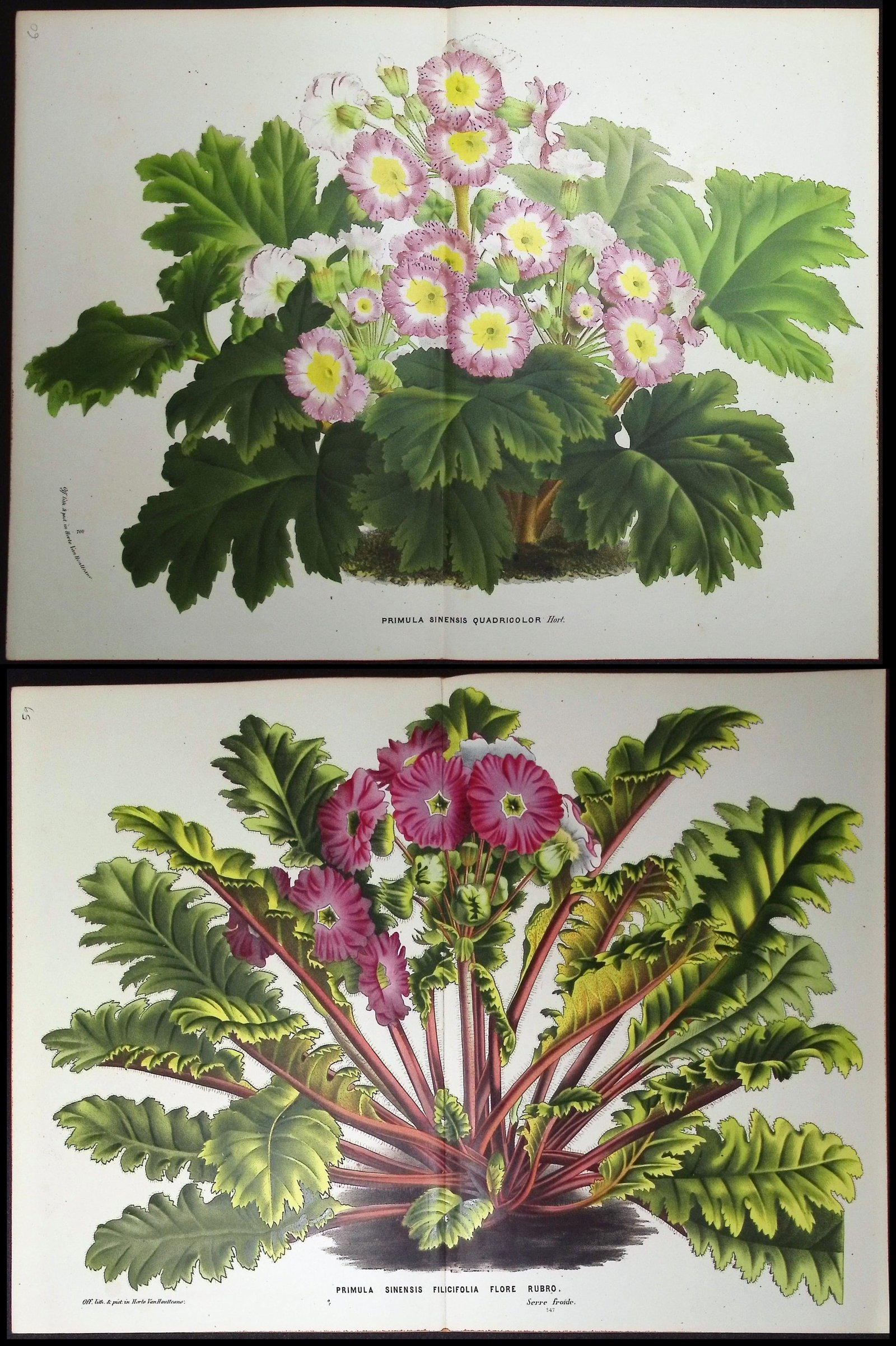 Van Houtte - Pair of Primula or Auricula Prints (1 of 3)