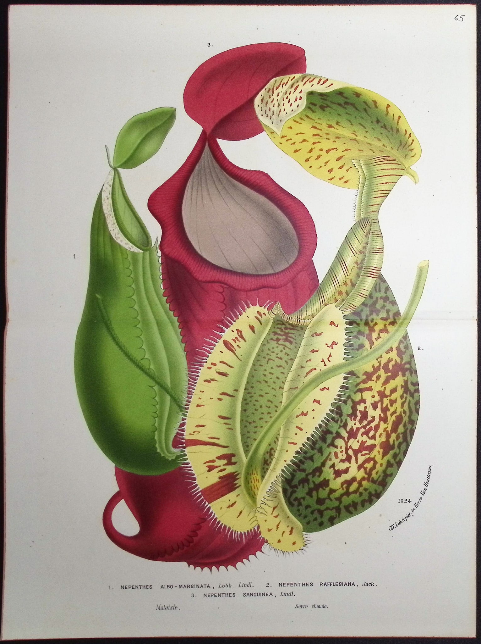 Van Houtte - Carnivorous Pitcher Plant (Nepenthes): This beautiful botanical print comes from Louis Van Houtte's monumental work entitled Flore des Serres et des Jardins de l'Europe (Flowers of the Greenhouses and Gardens of Europe) published between 1