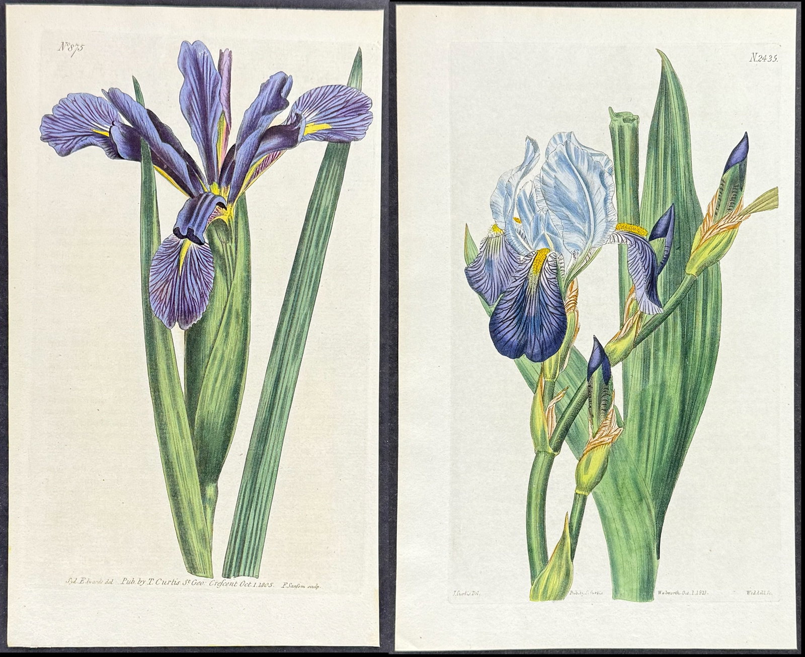 Curtis - 4 Iris or Flag Engravings: Included in this lot: Horneman's Iris. 2435 Virginian Flag. 703 Long-leaved Flag. 875 Iris paradoxa. 7081 Description of the work: This lovely botanical print is from William Curtis?s The