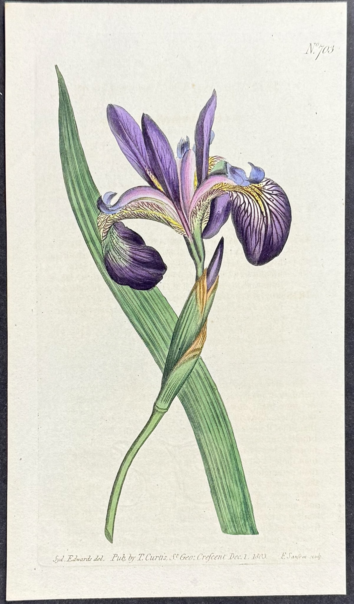 Curtis - 4 Iris or Flag Engravings - 2