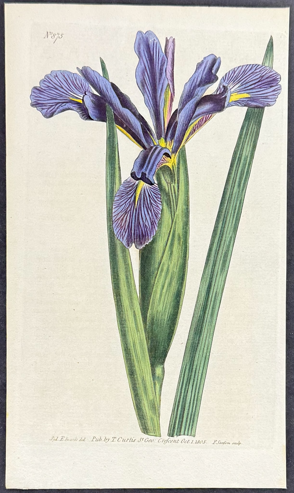 Curtis - 4 Iris or Flag Engravings - 3