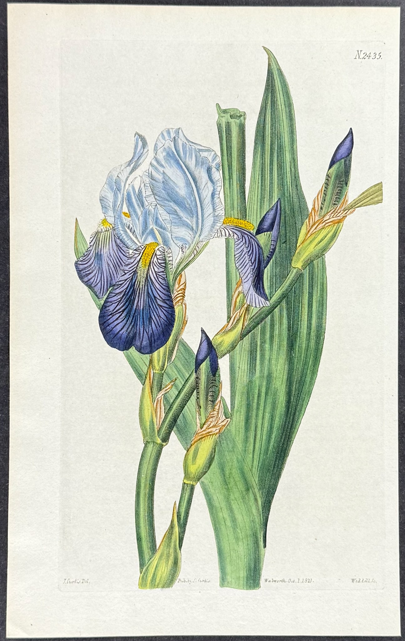 Curtis - 4 Iris or Flag Engravings - 4