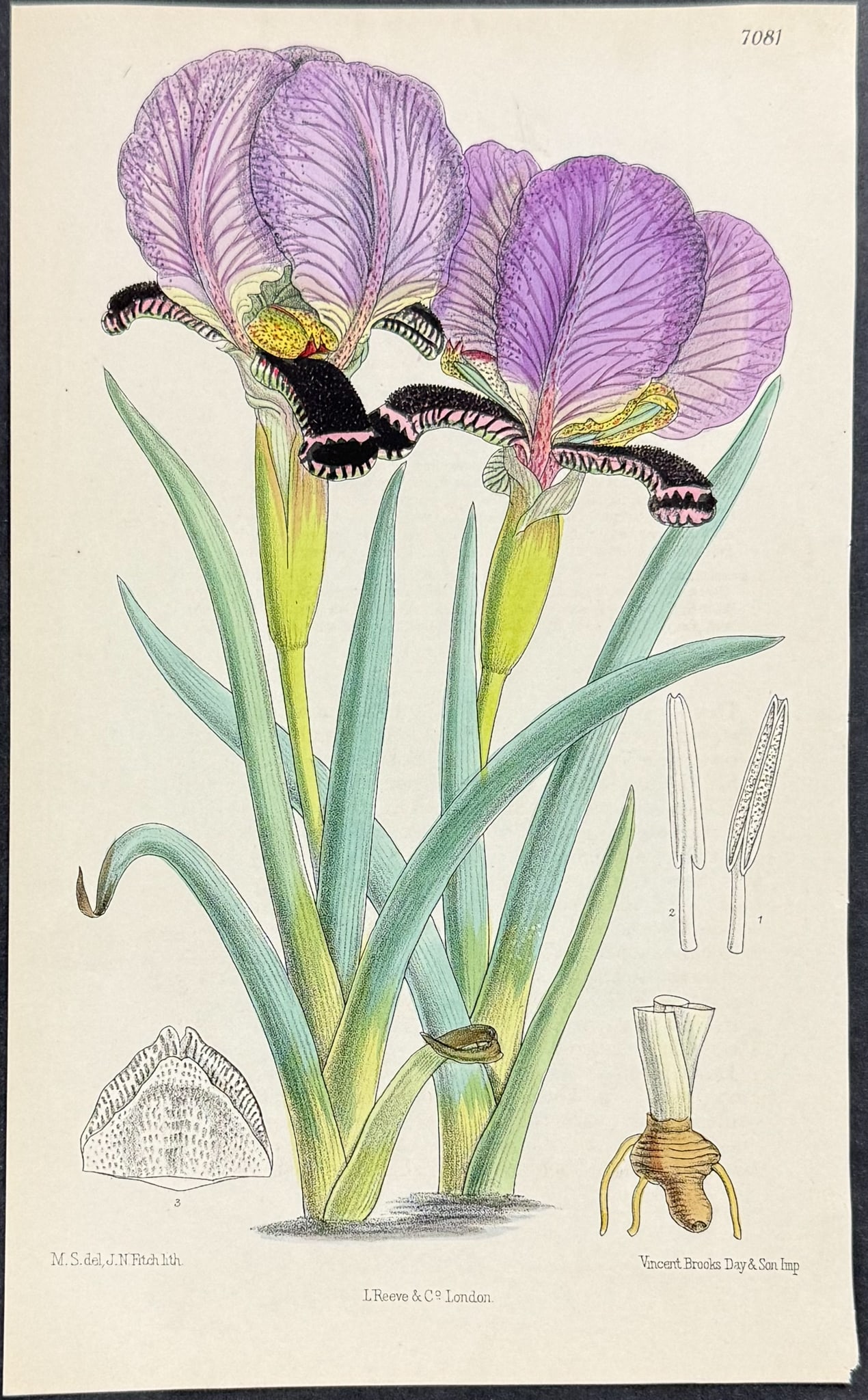 Curtis - 4 Iris or Flag Engravings - 5