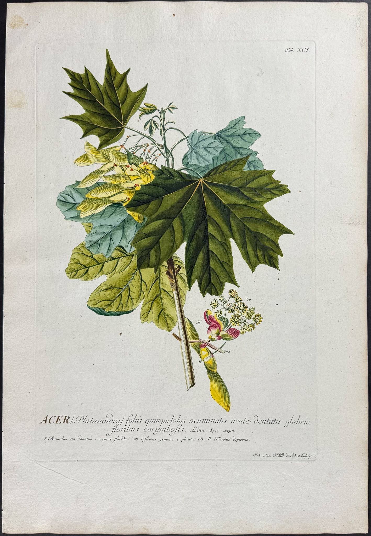 Trew - Indian Mallow. 91: This elegant folio, botanical engraving is from Christoph Jakob Trew?s work Plantae Selectae. The work was published in Nuremberg in 1750. Georg Dionysius Ehret was the artist for the work and was