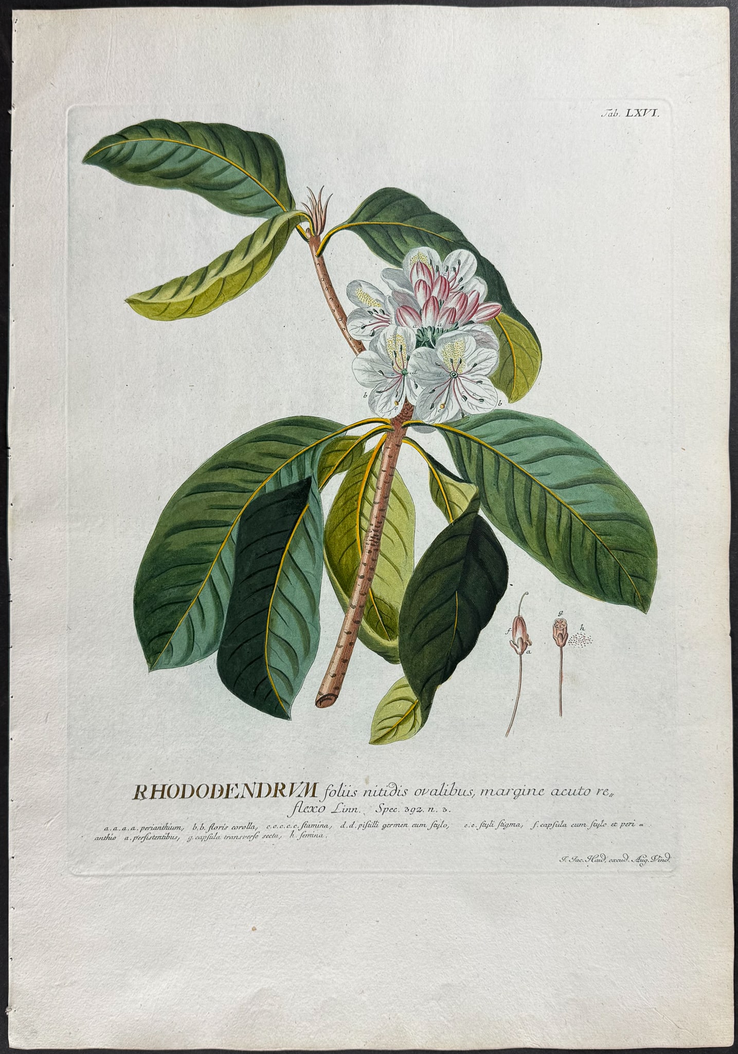 Trew - Rhododendrum. 66 (1 of 1)