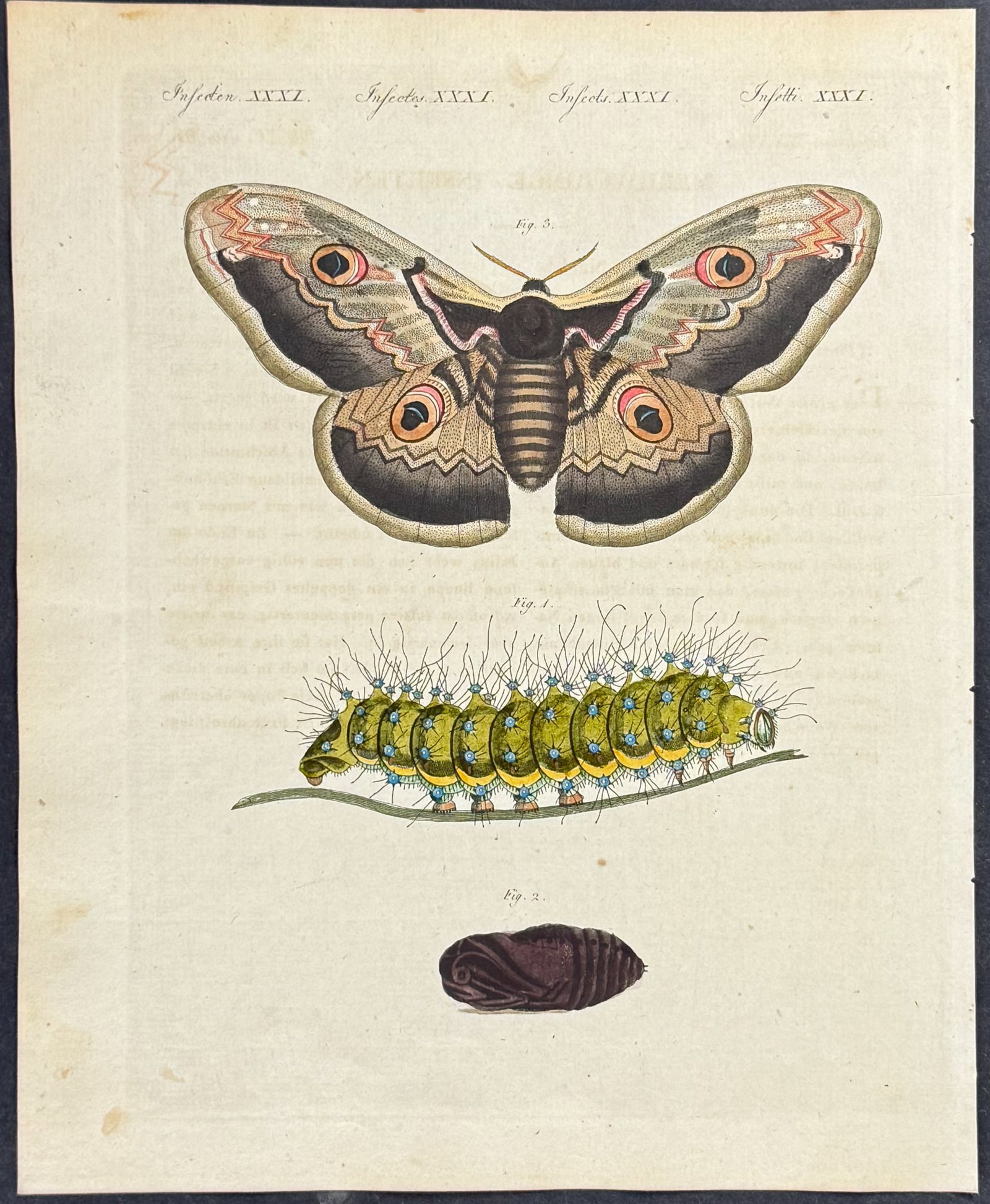 Bertuch - 4 Moth Engravings - 2