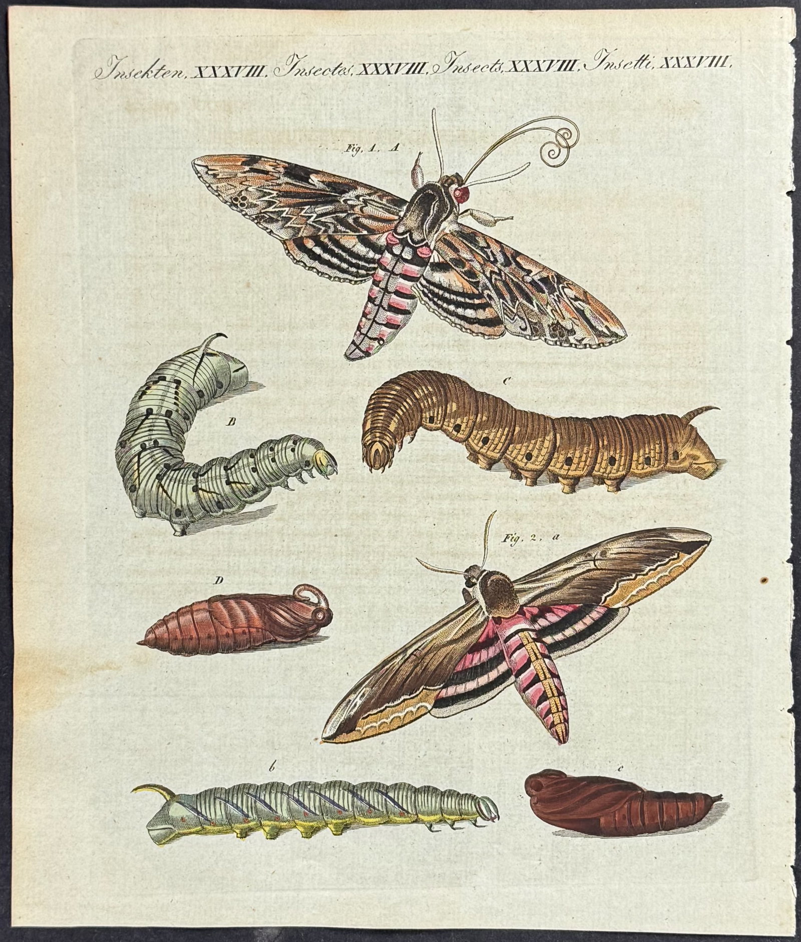 Bertuch - 4 Moth Engravings - 4