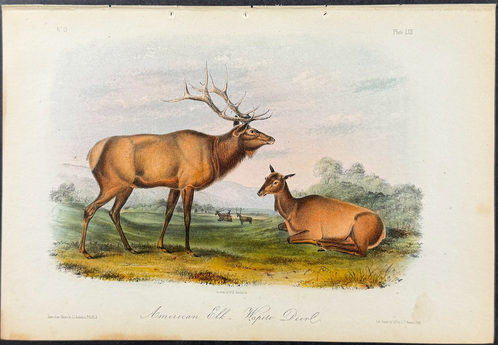 Audubon - American Elk or Wapiti Deer. 62: This octavo lithograph is from John James Audubon's The Quadrupeds of North America. The work was published in New York between 1849 and 1854. Quadrupeds was Audubon's final great natural history
