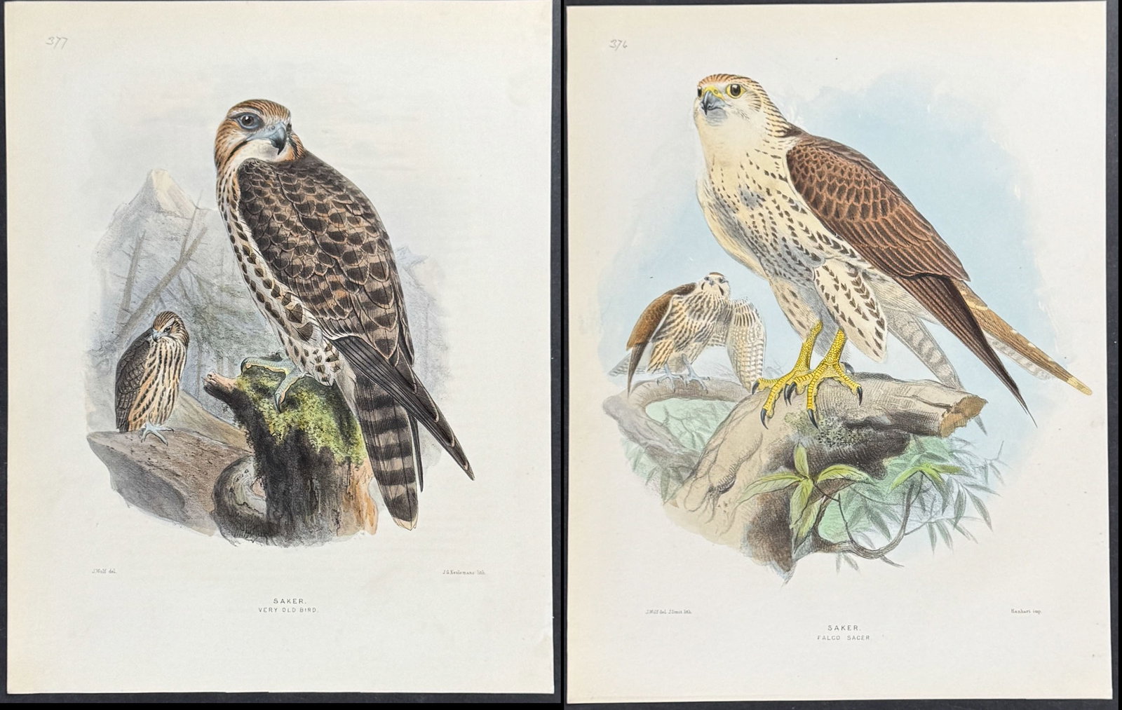 Dresser - Pair of Saker Prints: This originally hand-colored bird lithograph is from Henry Dresser's History of the Birds of Europe. This is from the first edition published in London by the author between 1871 and 1896. 