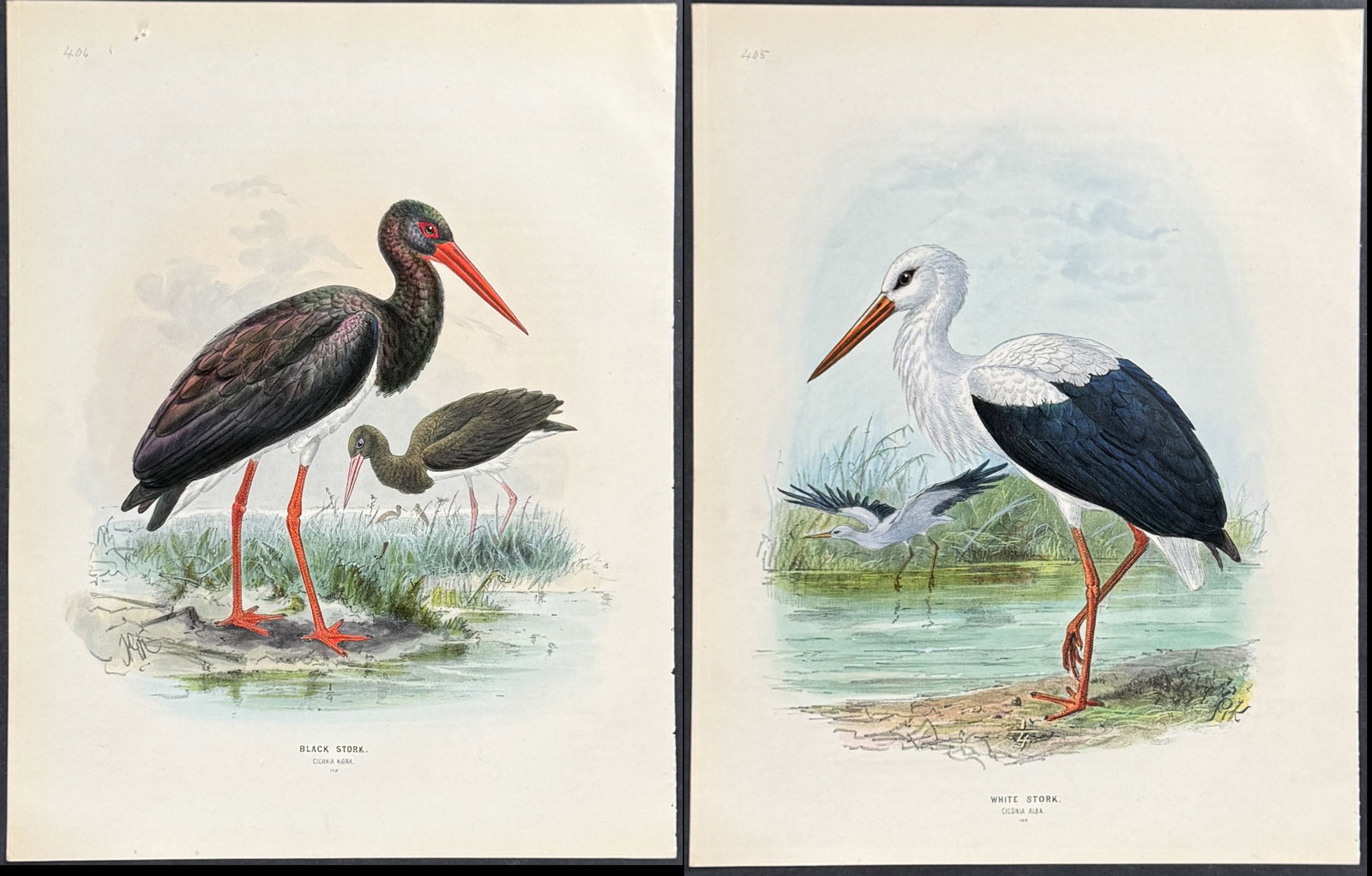 Dresser - Pair of Stork Prints: This originally hand-colored bird lithograph is from Henry Dresser's History of the Birds of Europe. This is from the first edition published in London by the author between 1871 and 1896. 