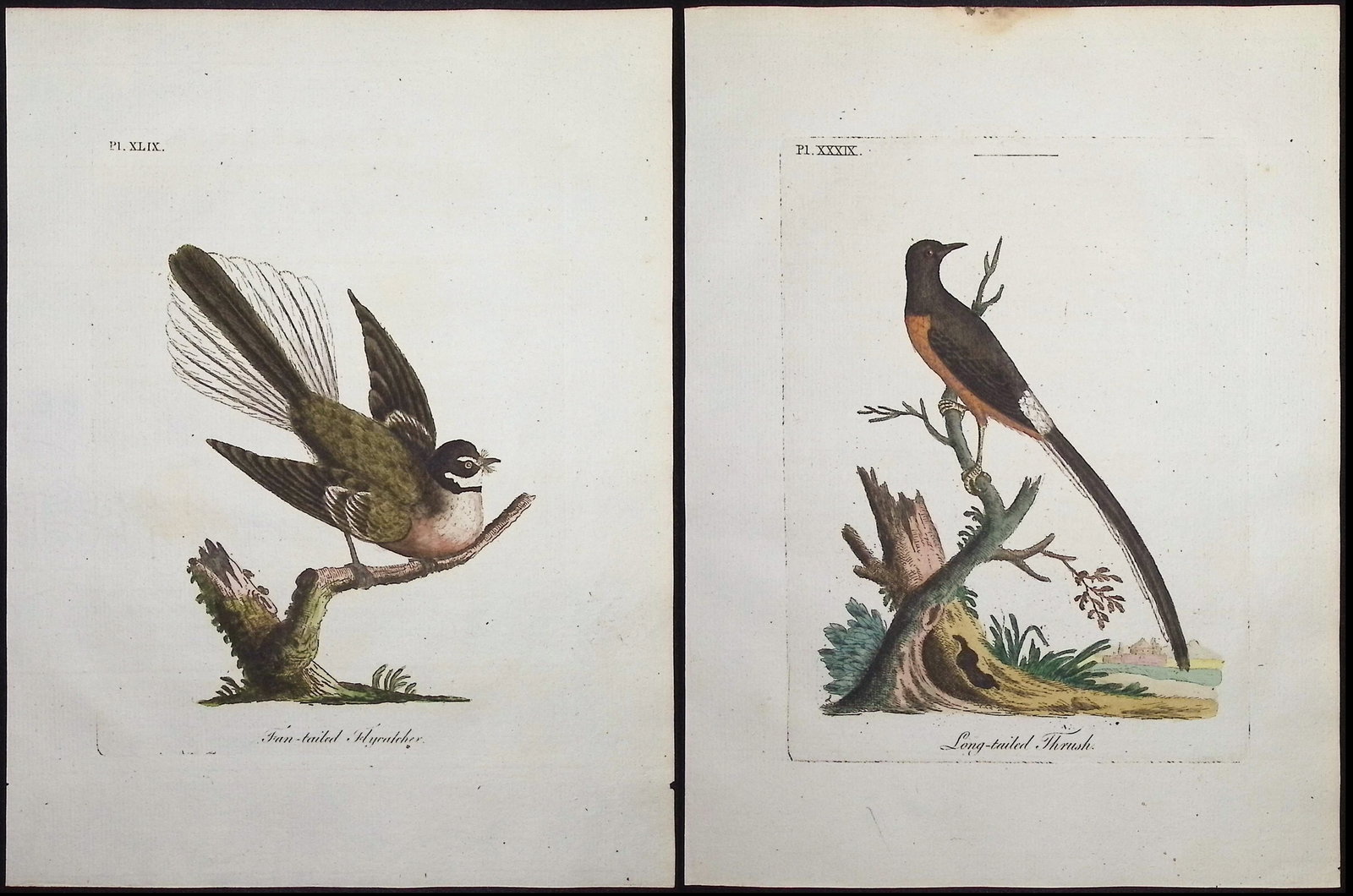 Latham - 3 Bird Engravings (Thrush, Flycatcher, Coly) (1 of 4)