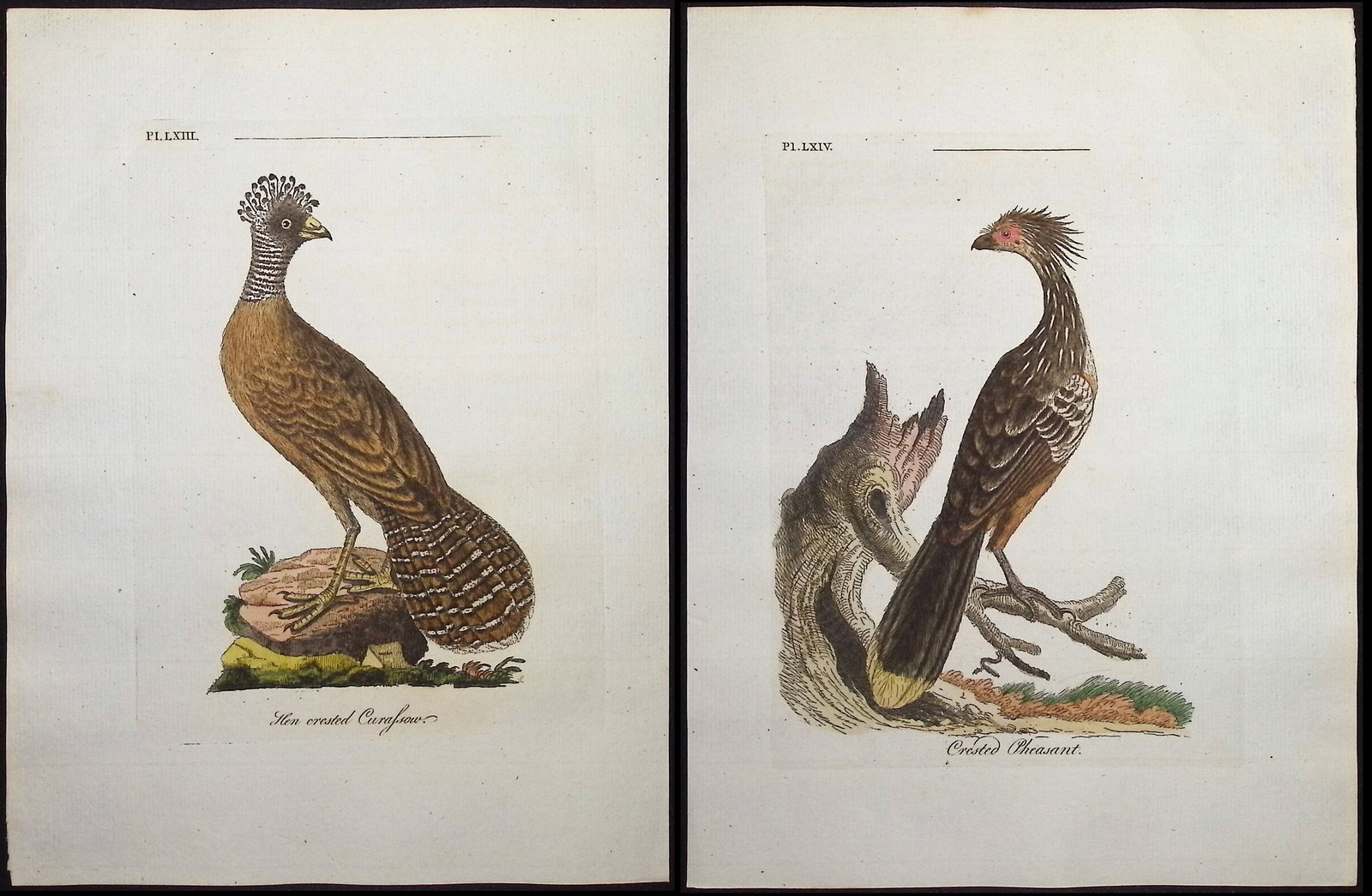 Latham - 3 Bird Engravings (Yacou, Curassow, Pheasant): Included in this lot: The Yacou. 61 Hen crested Curassow. 63 Crested Pheasant. 64 Description of the work: This fine bird engraving is from John Latham?s inaugural work, the first edition of A